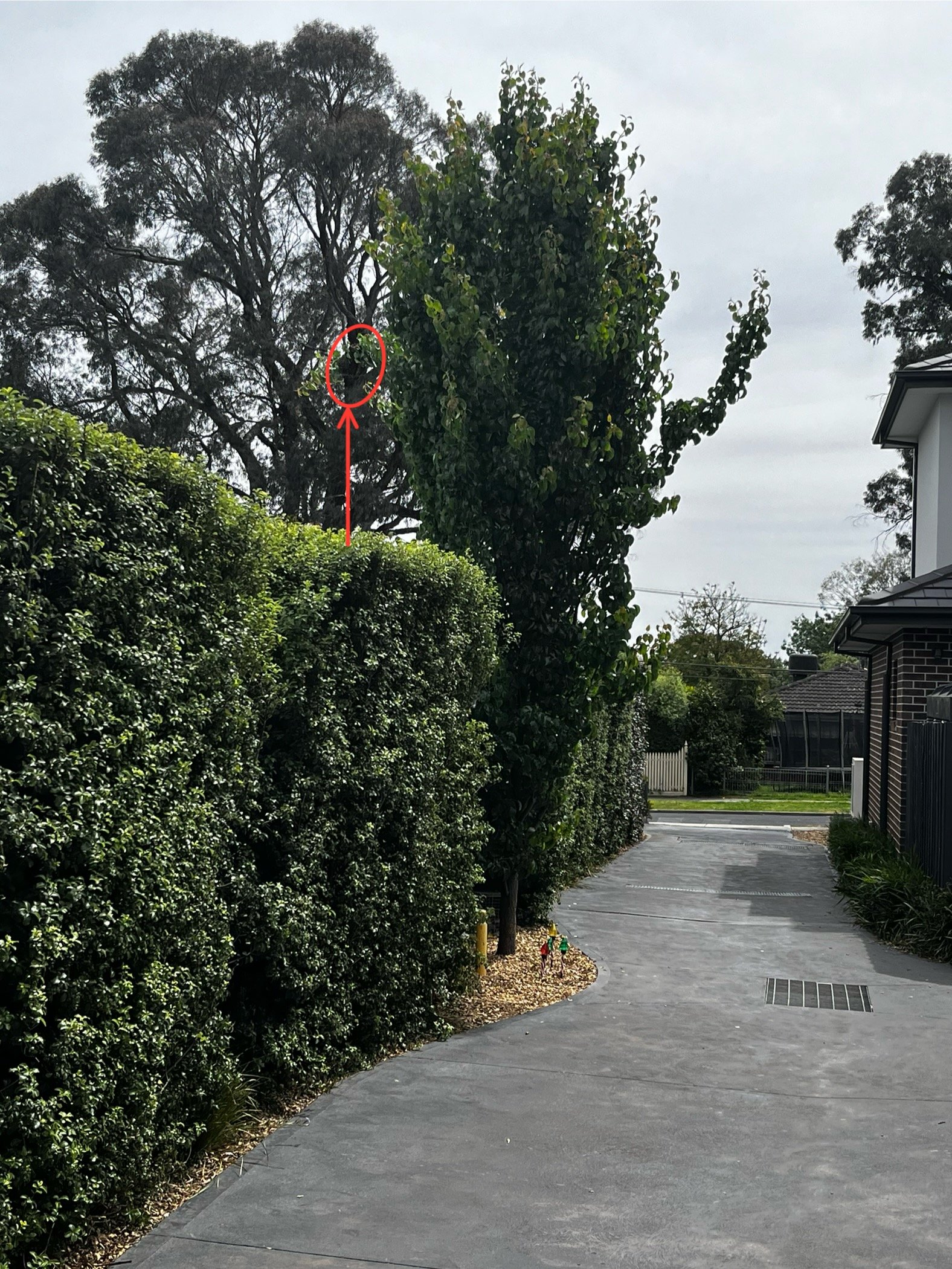 Swarm photo