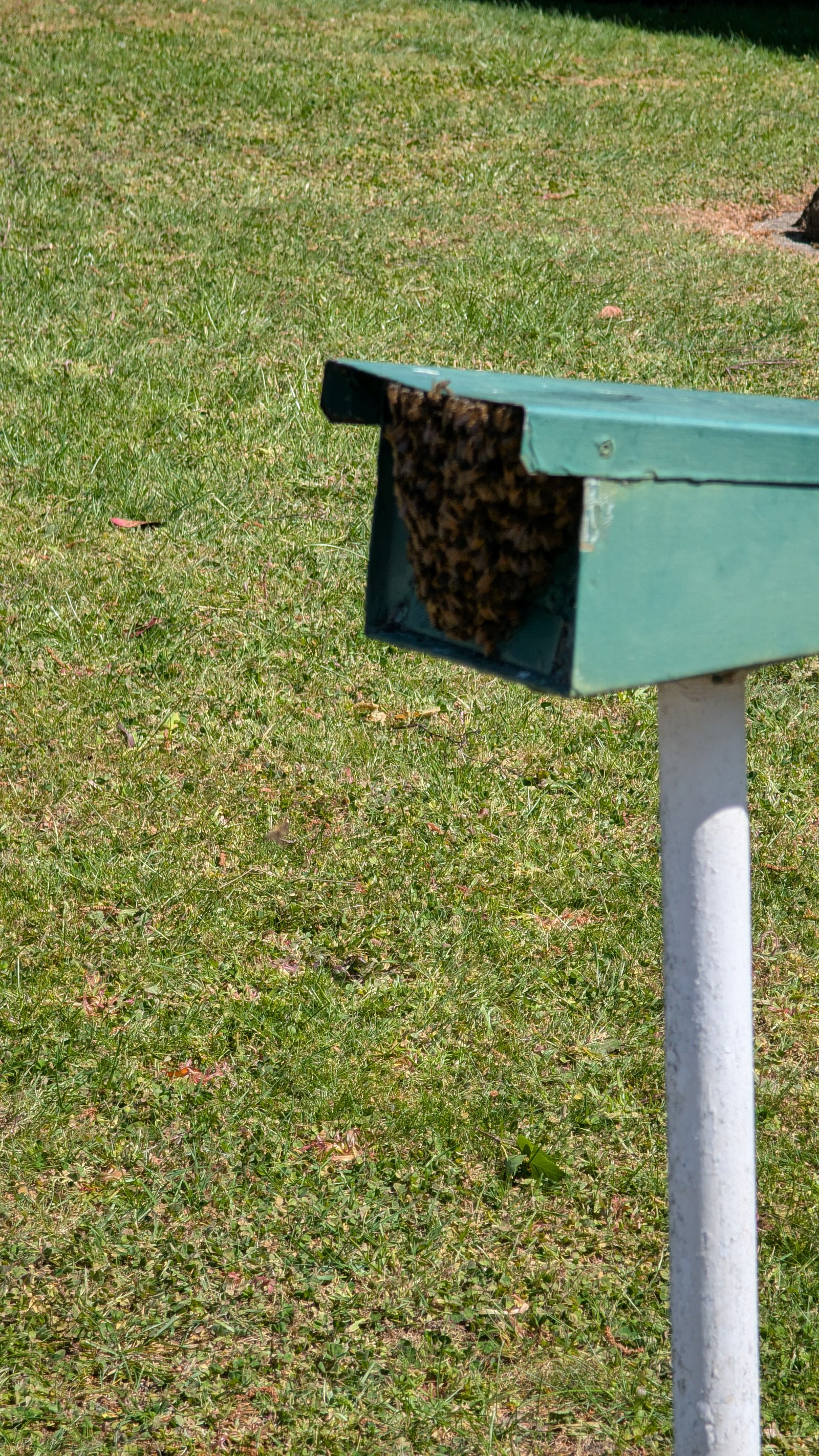 Swarm photo