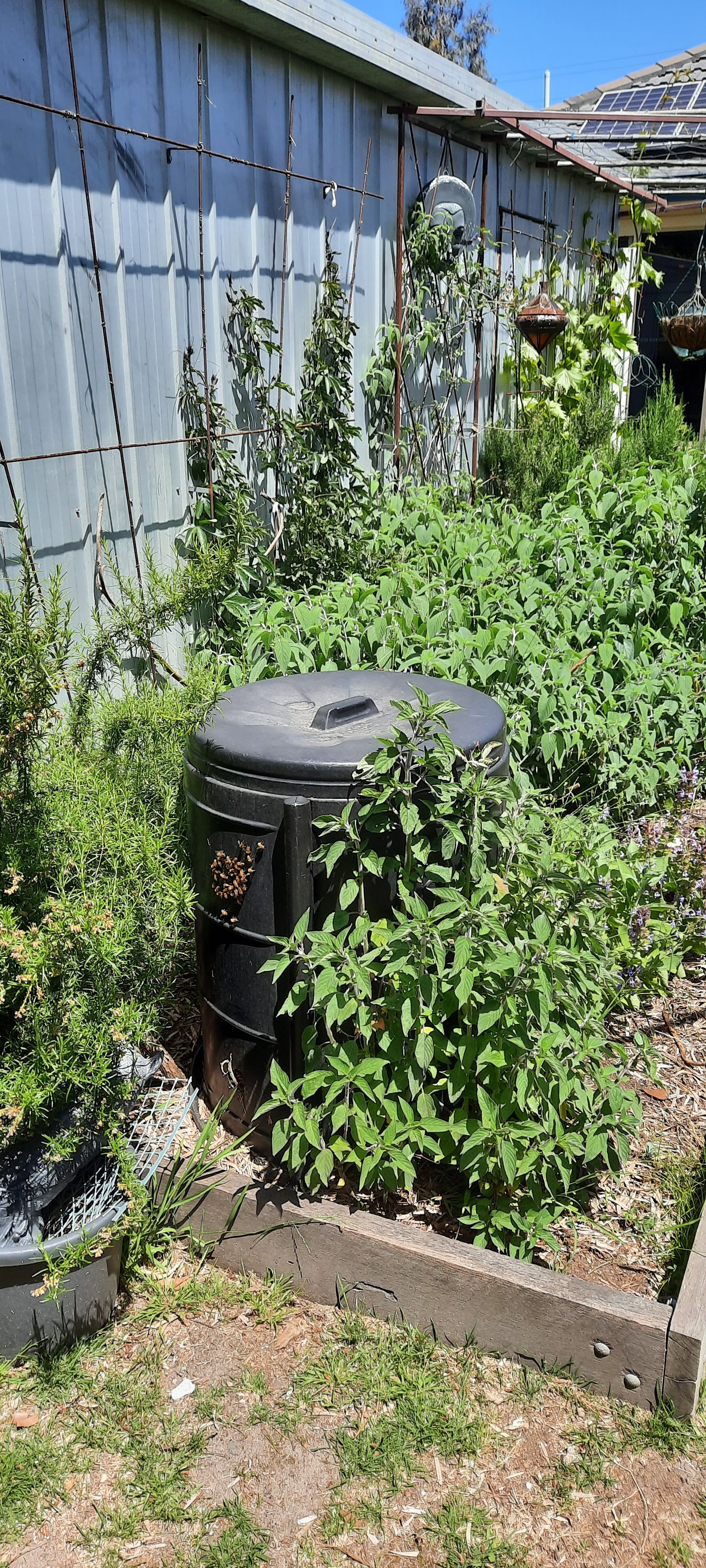Swarm photo