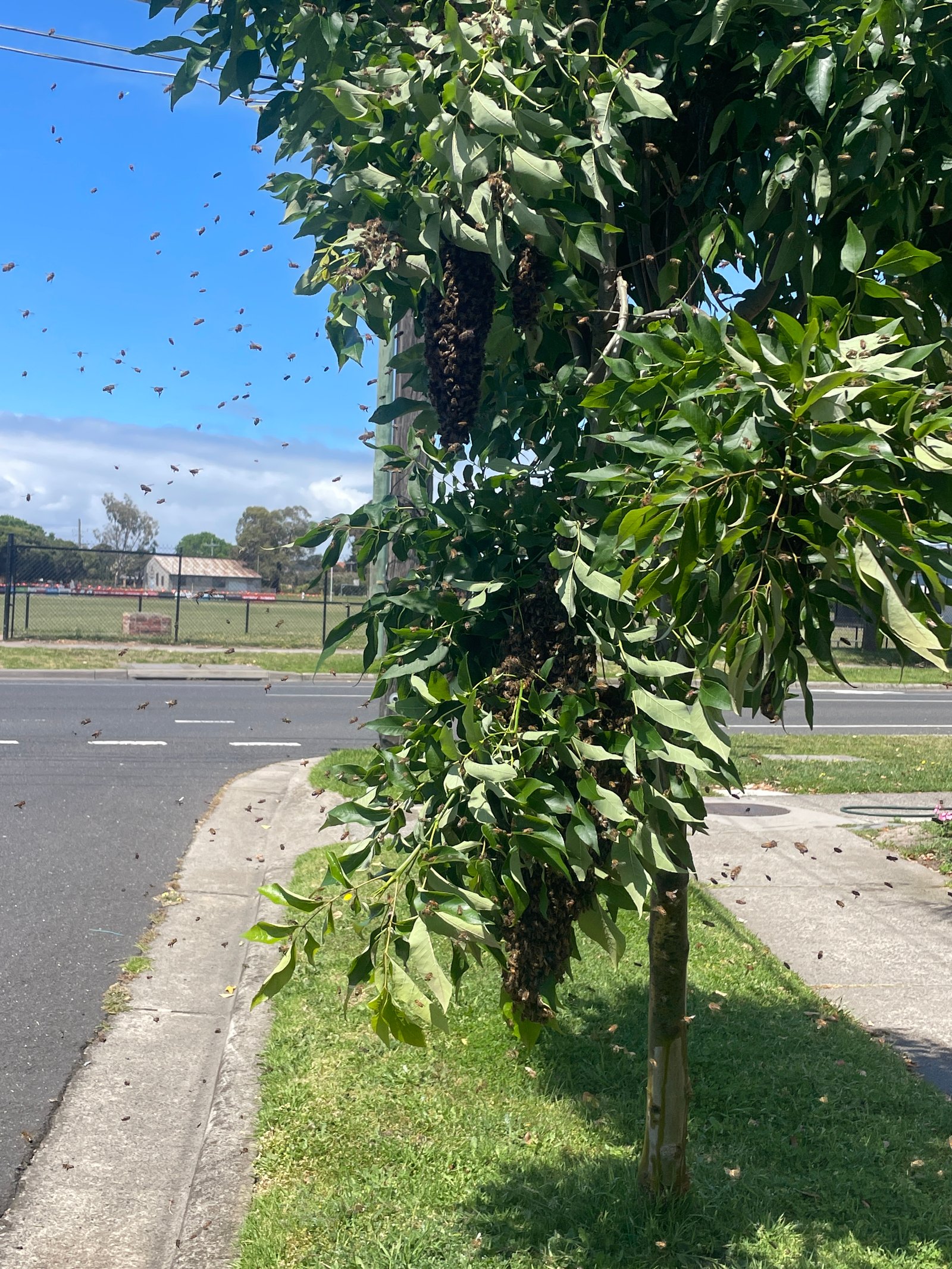 Swarm photo