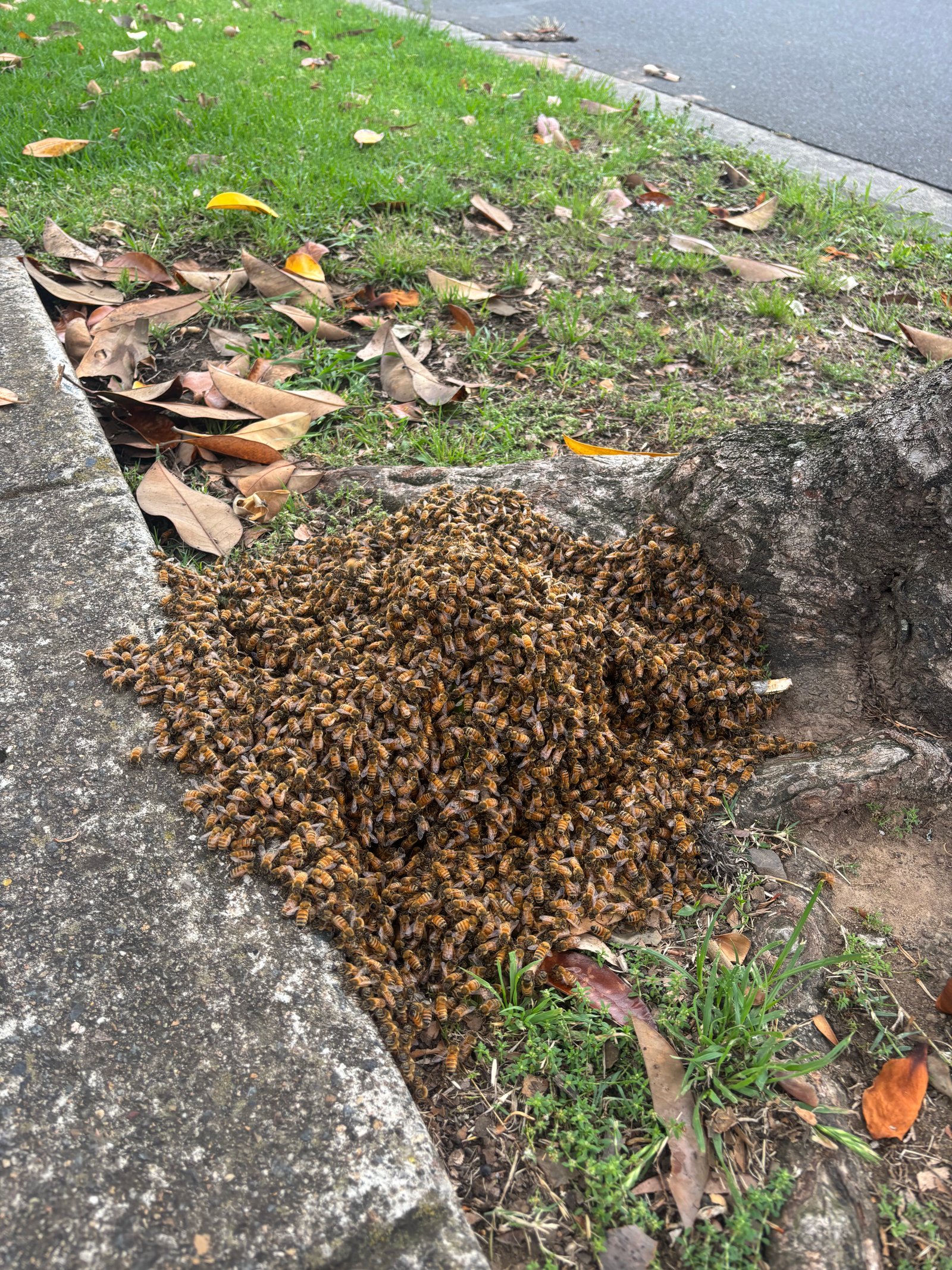 Swarm photo
