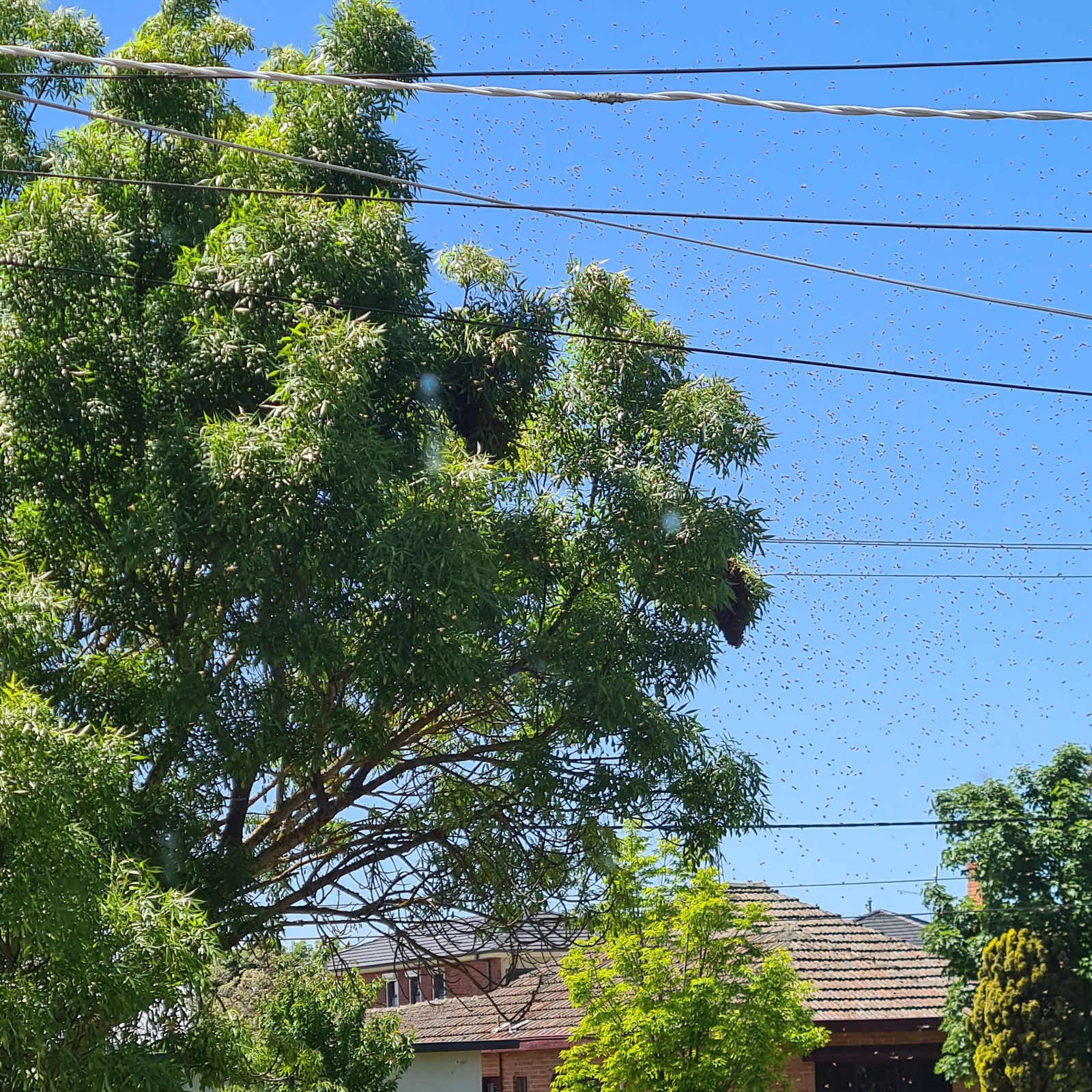 Swarm photo