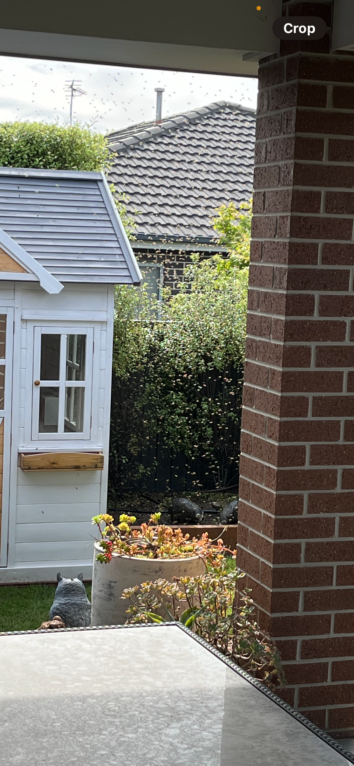 Swarm photo