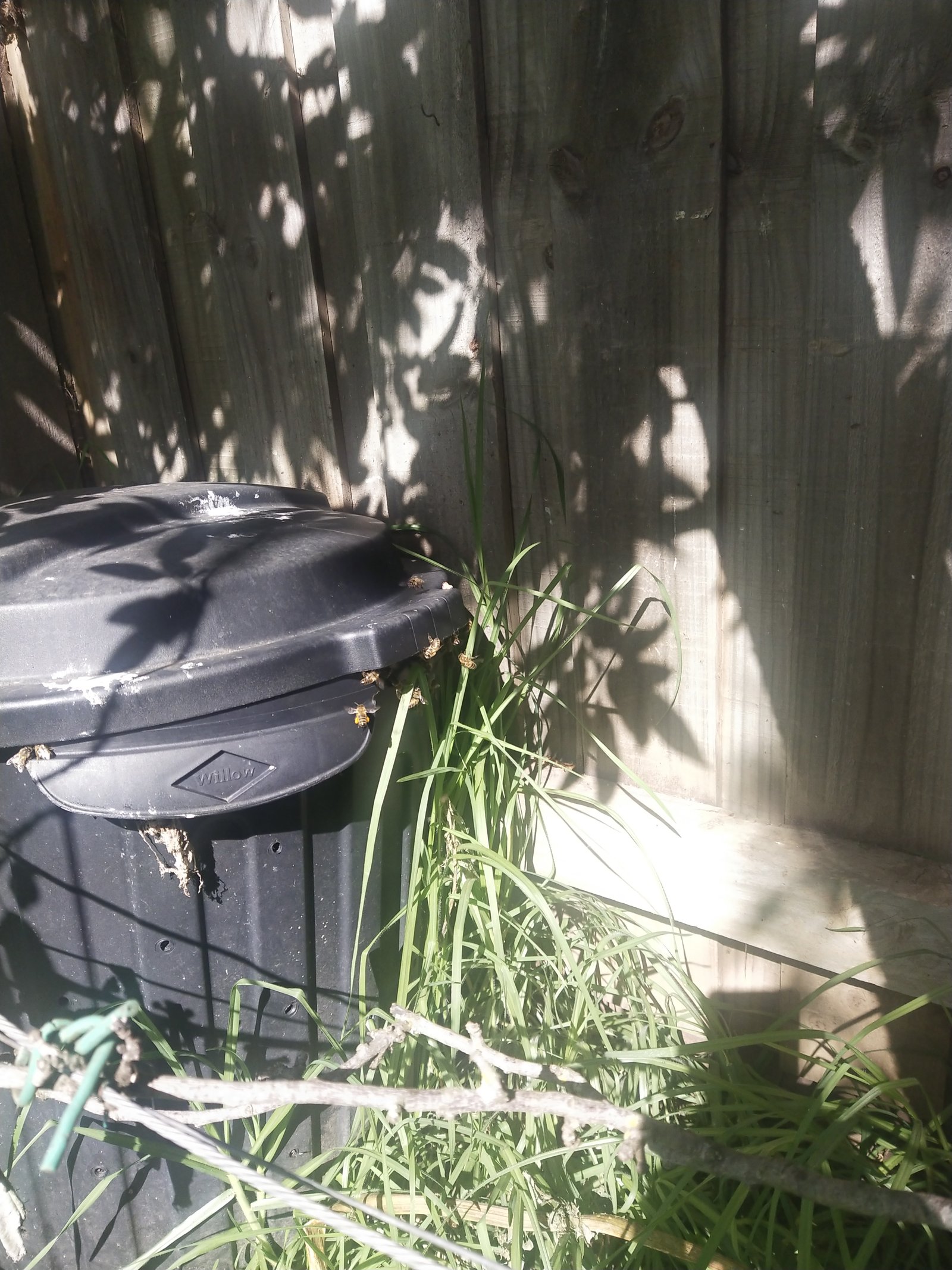 Swarm photo