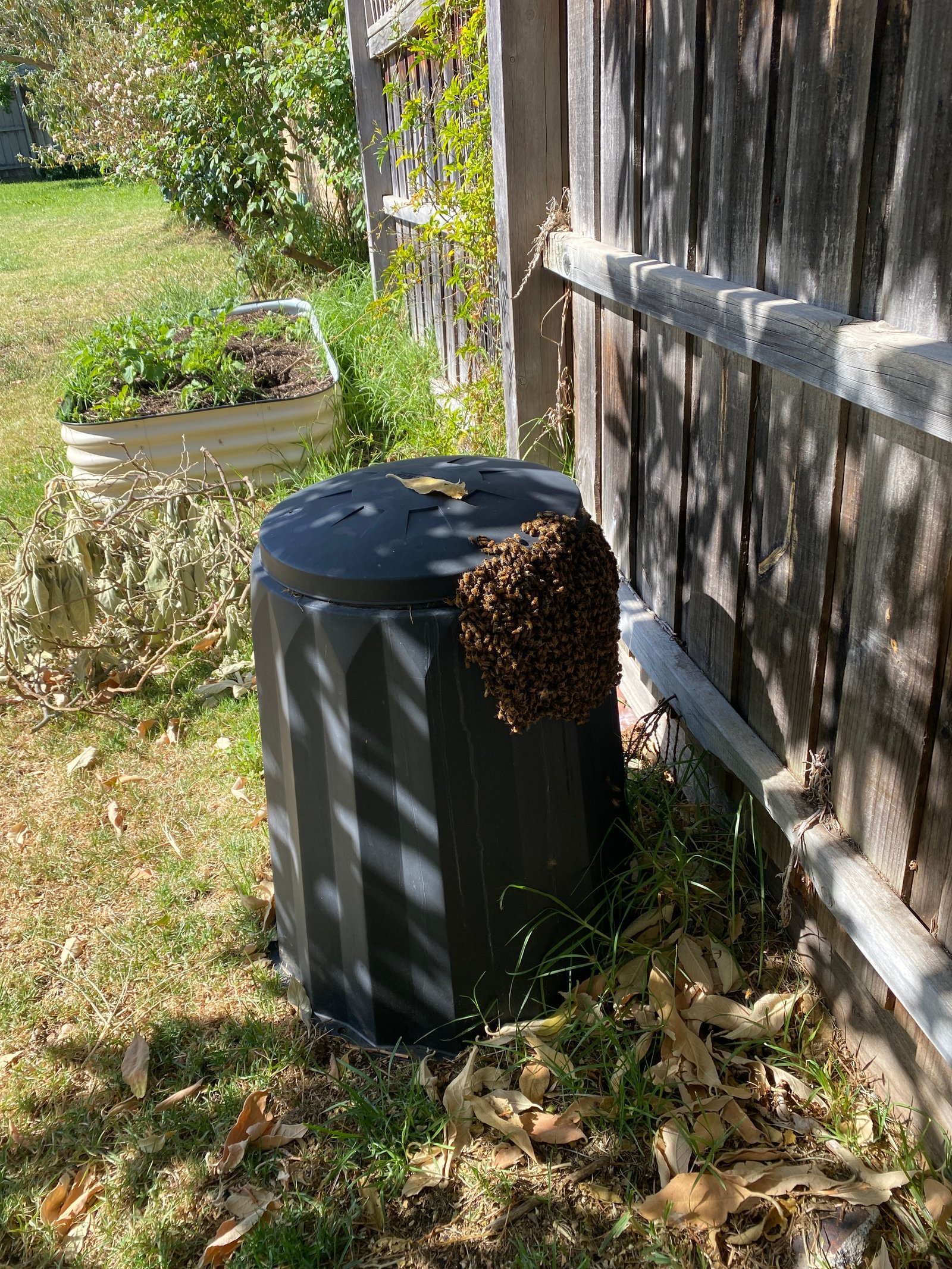 Swarm photo