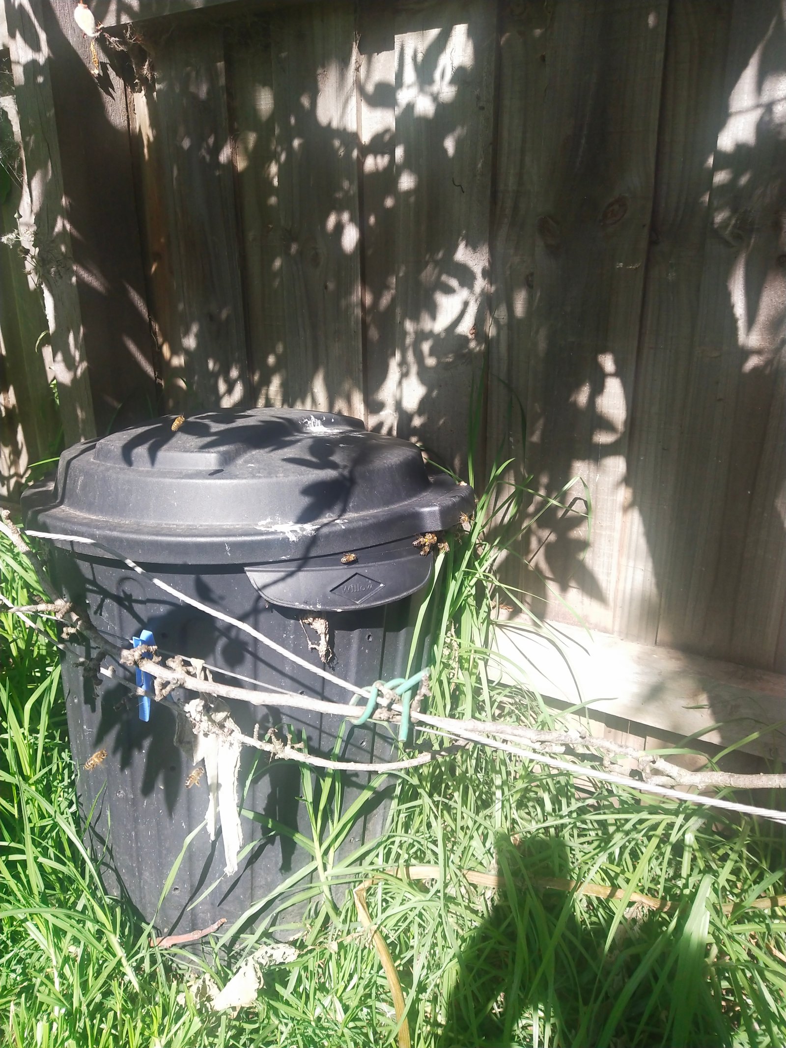 Swarm photo