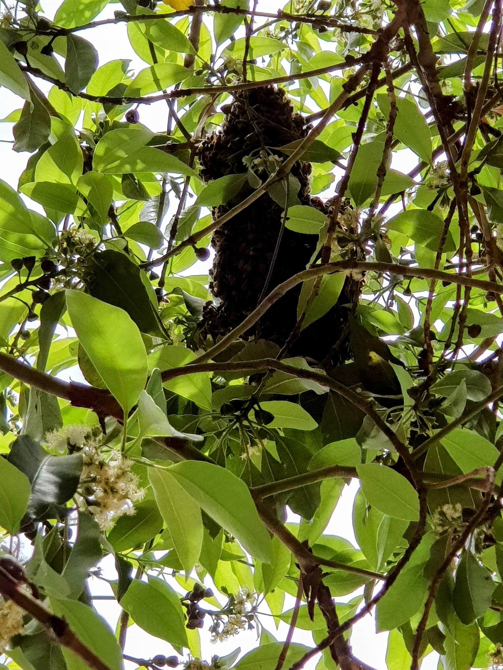 Swarm photo