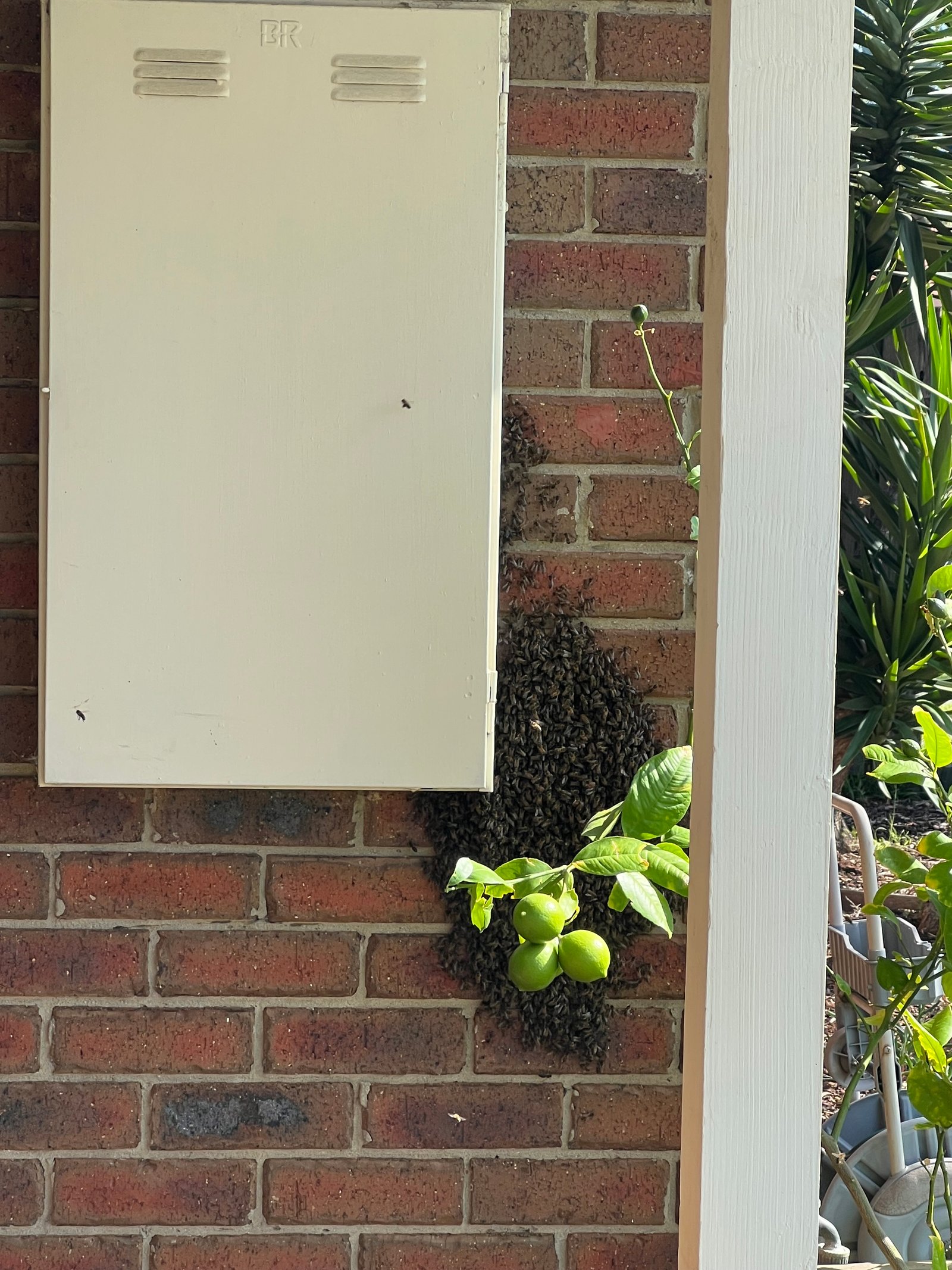 Swarm photo