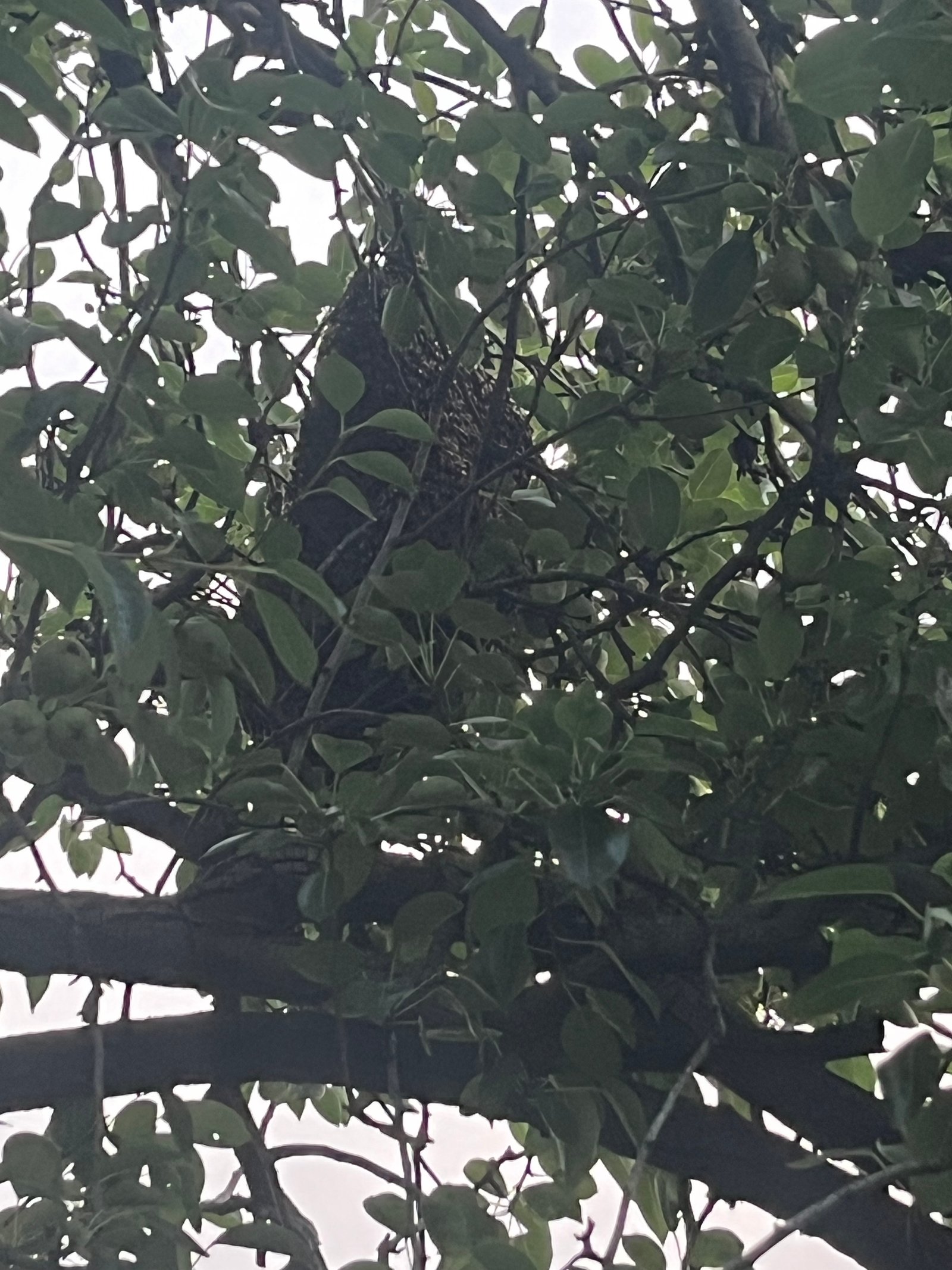 Swarm photo