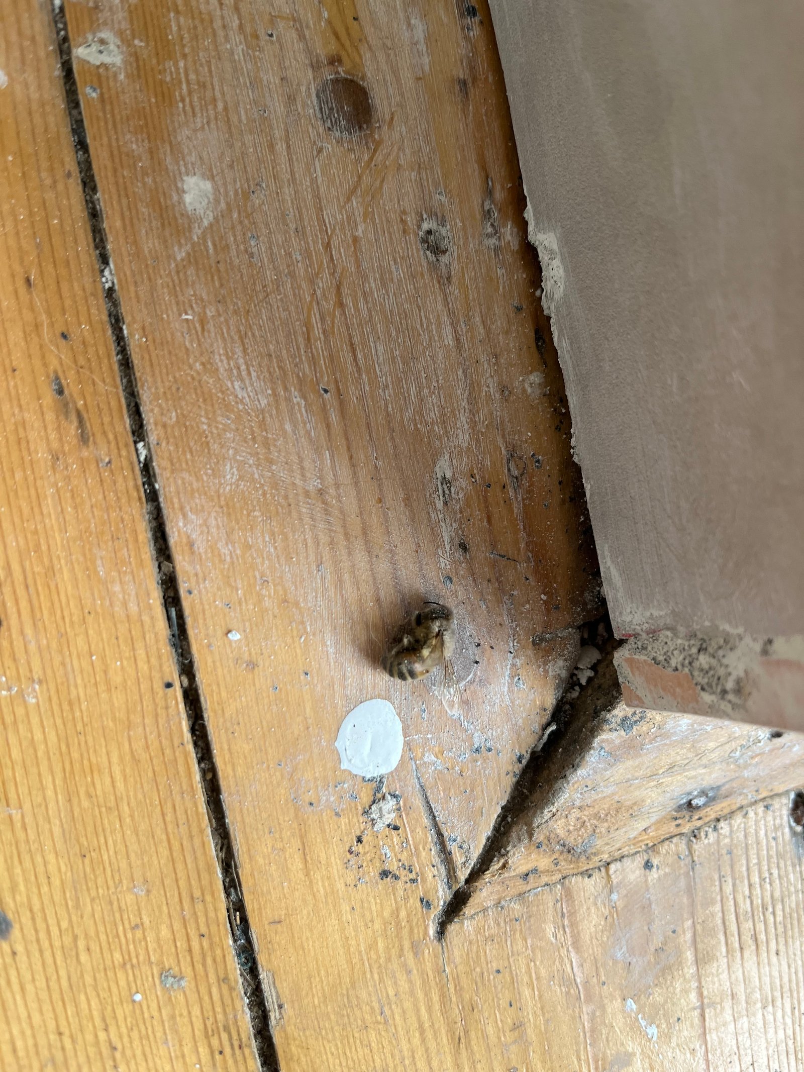 Swarm photo