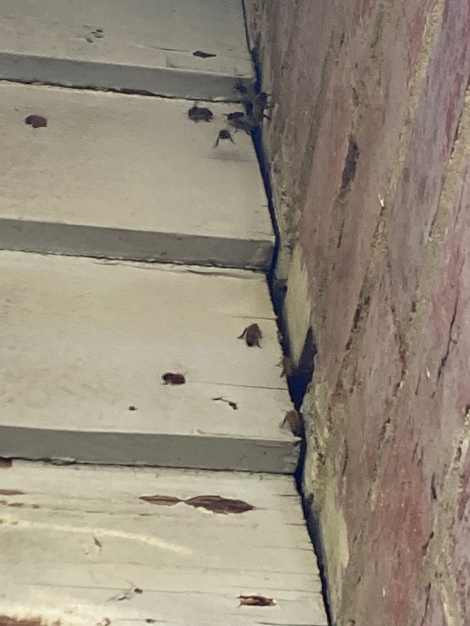 Swarm photo