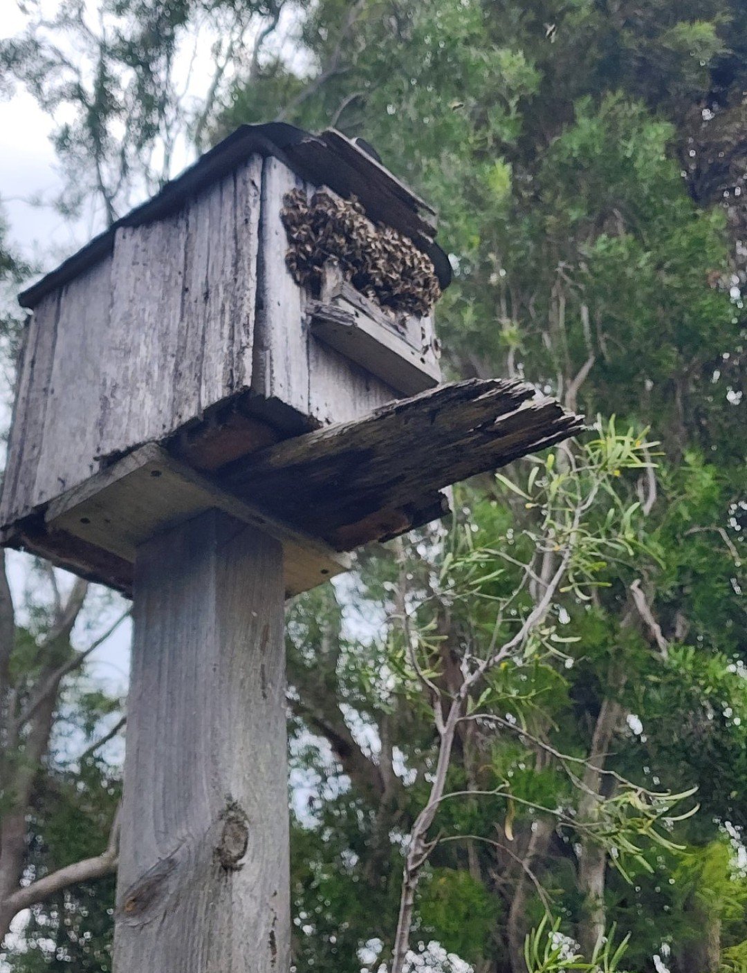 Swarm photo