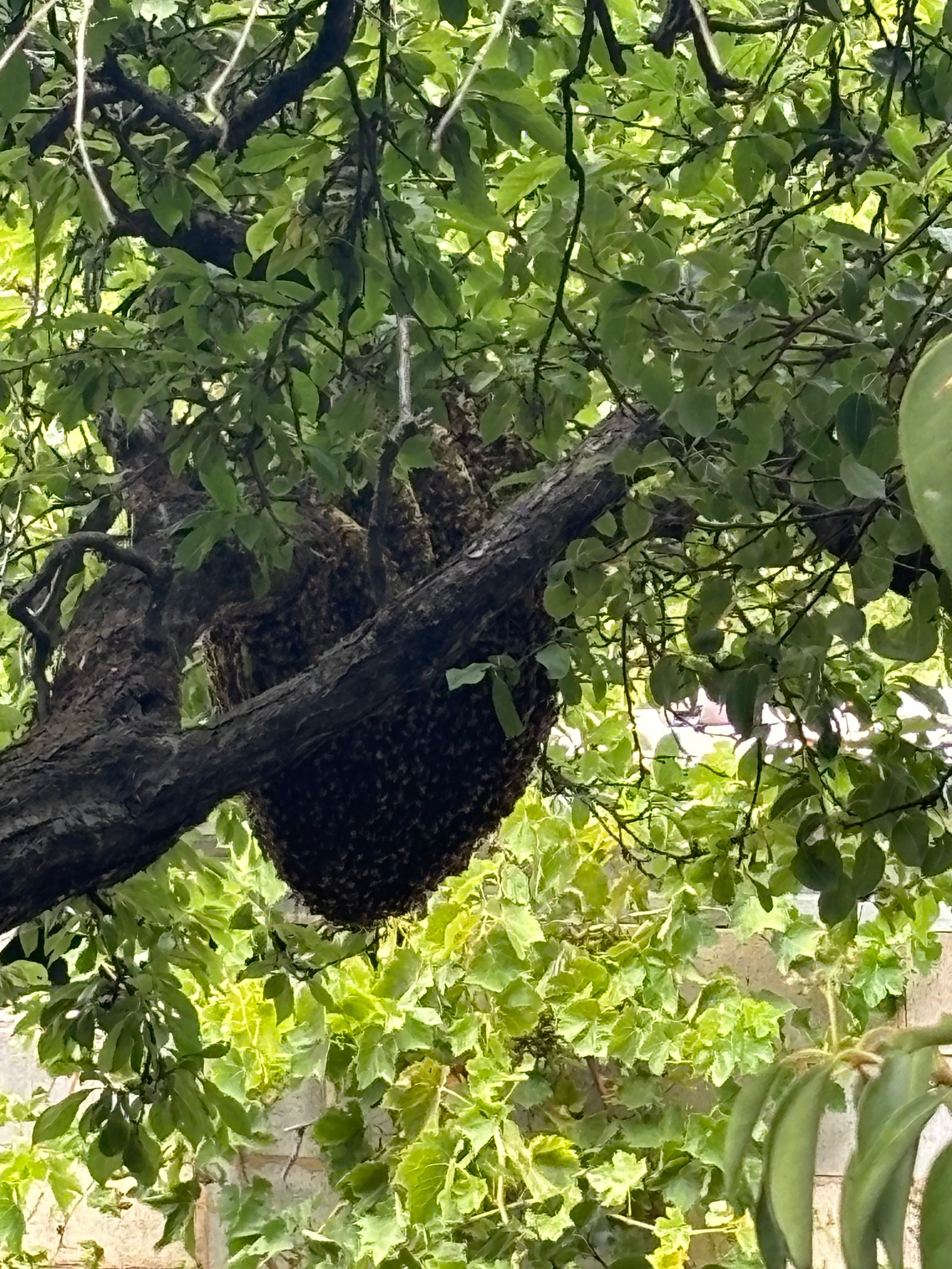 Swarm photo