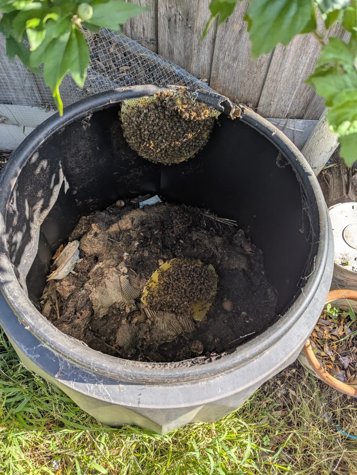 Swarm photo