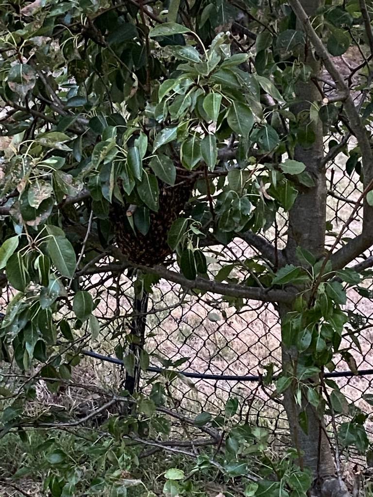 Swarm photo