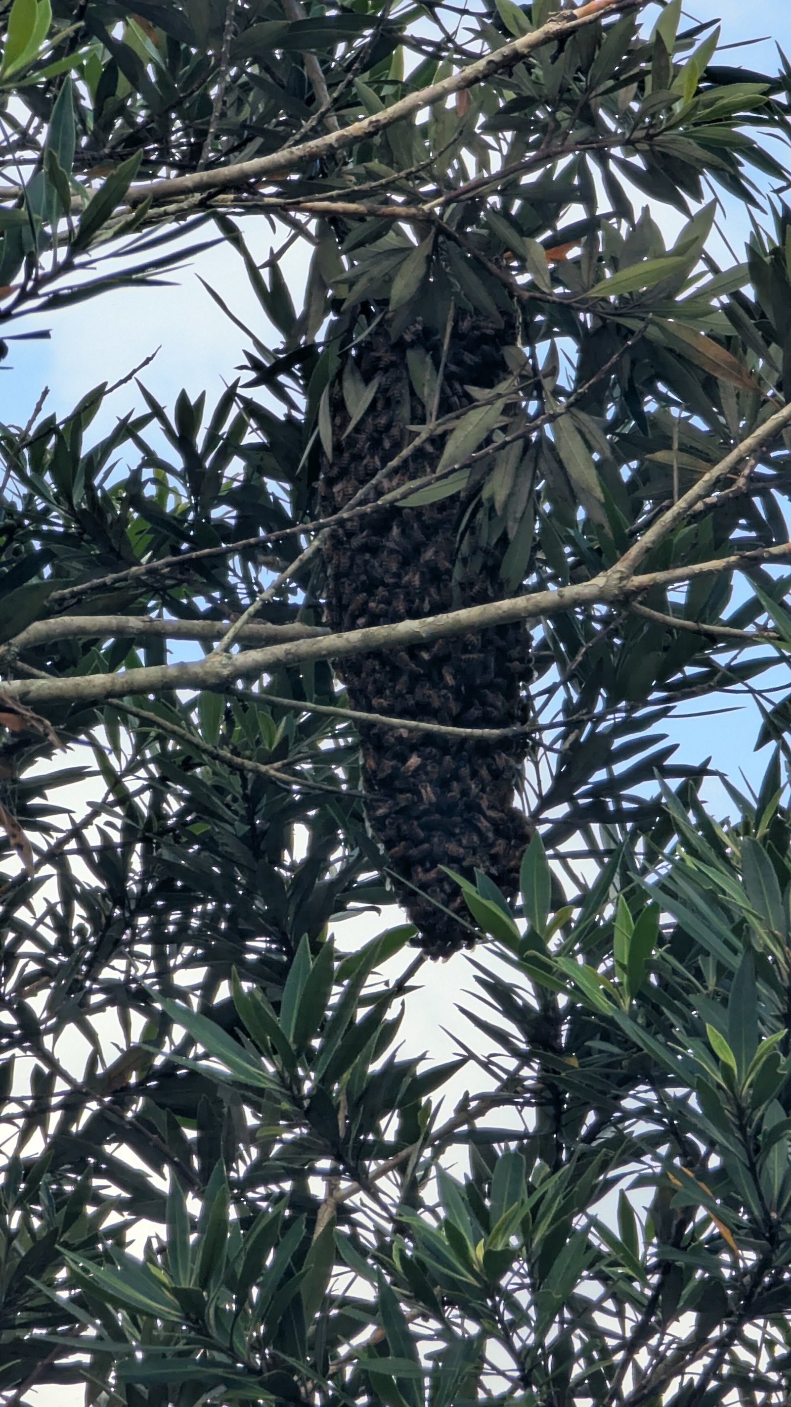 Swarm photo
