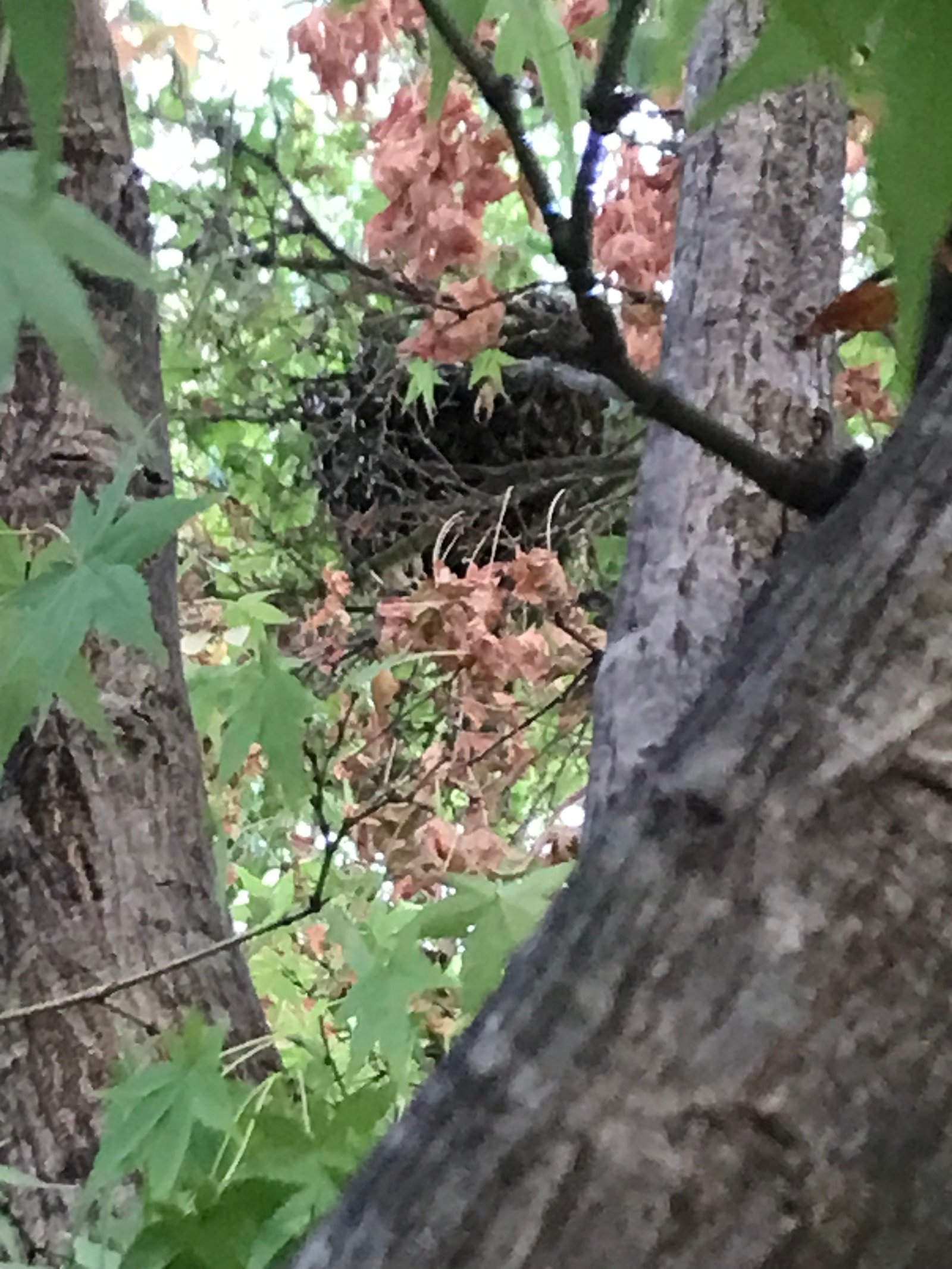 Swarm photo