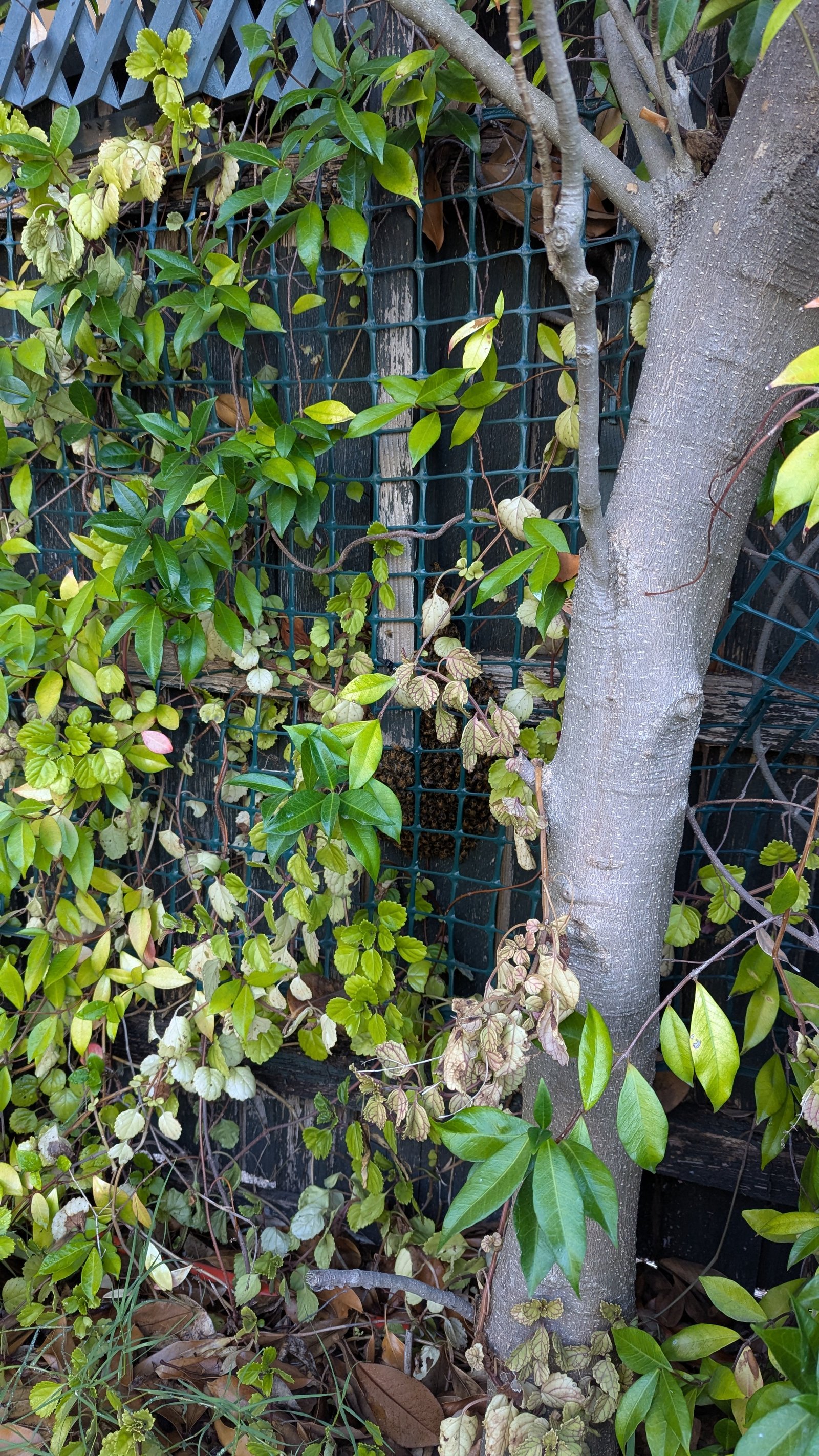 Swarm photo