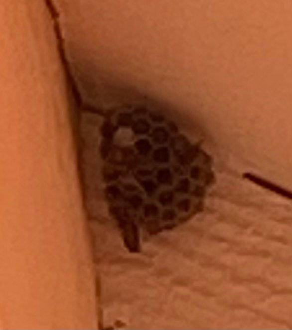 Swarm photo