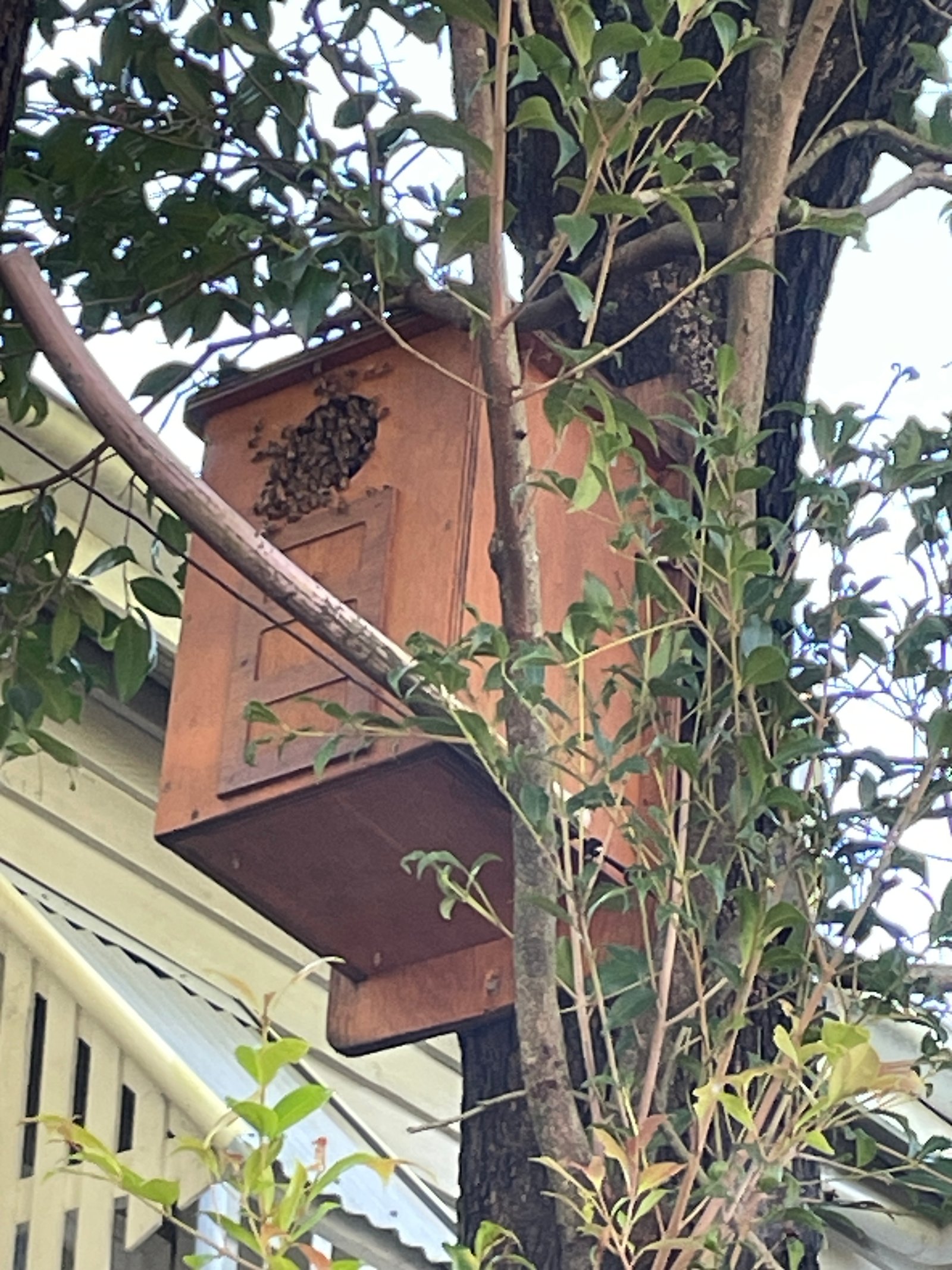 Swarm photo