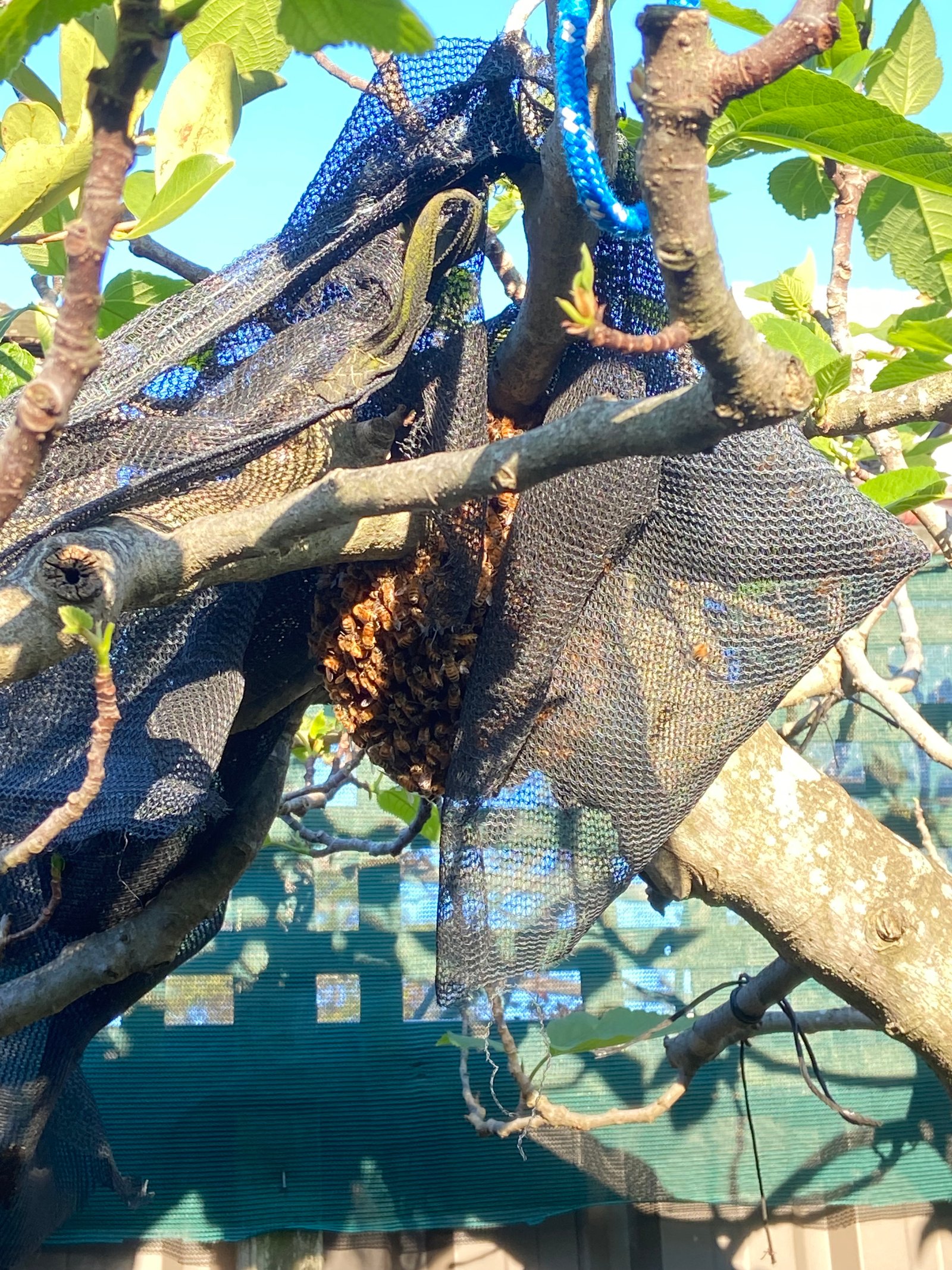 Swarm photo