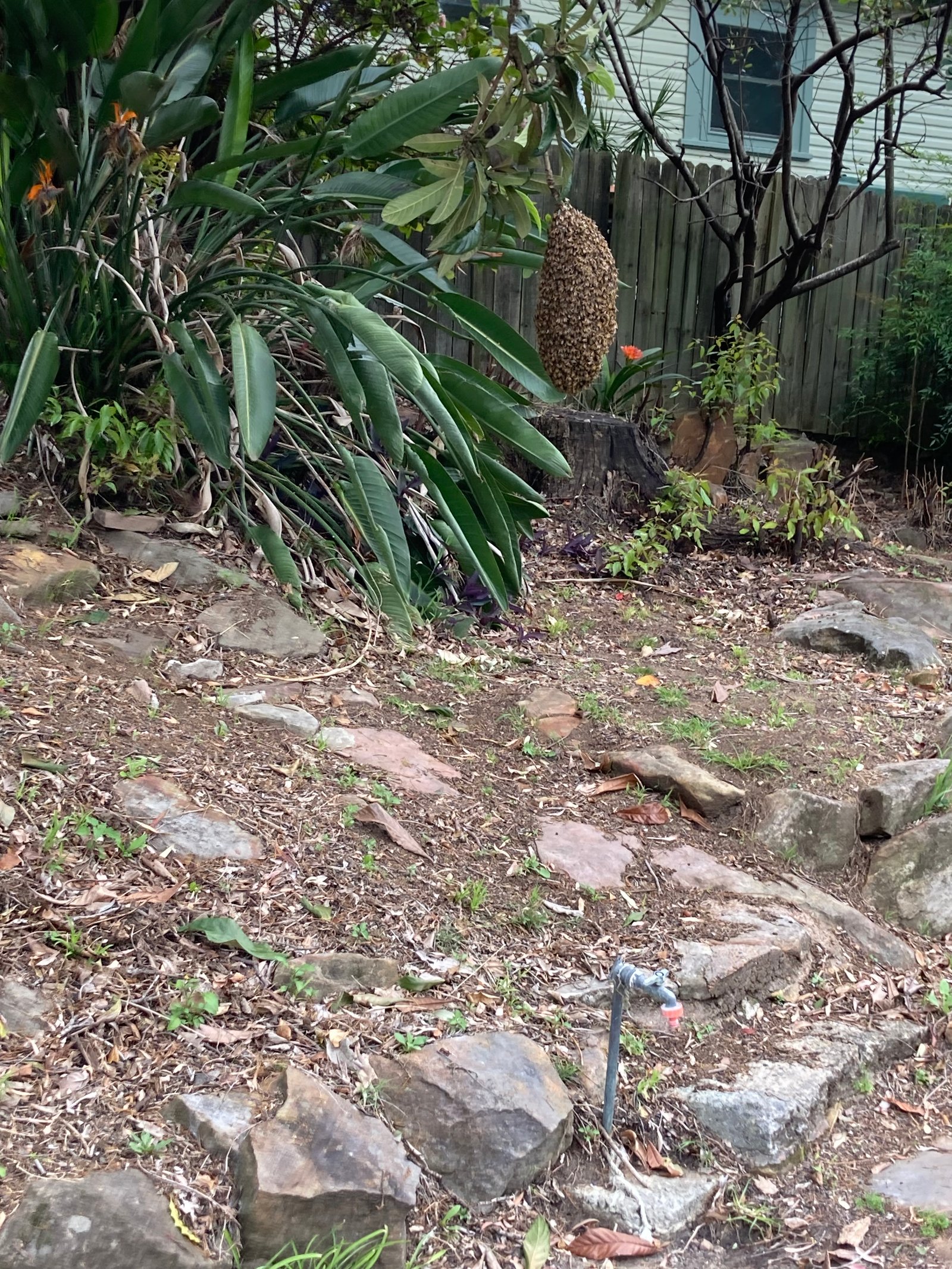 Swarm photo
