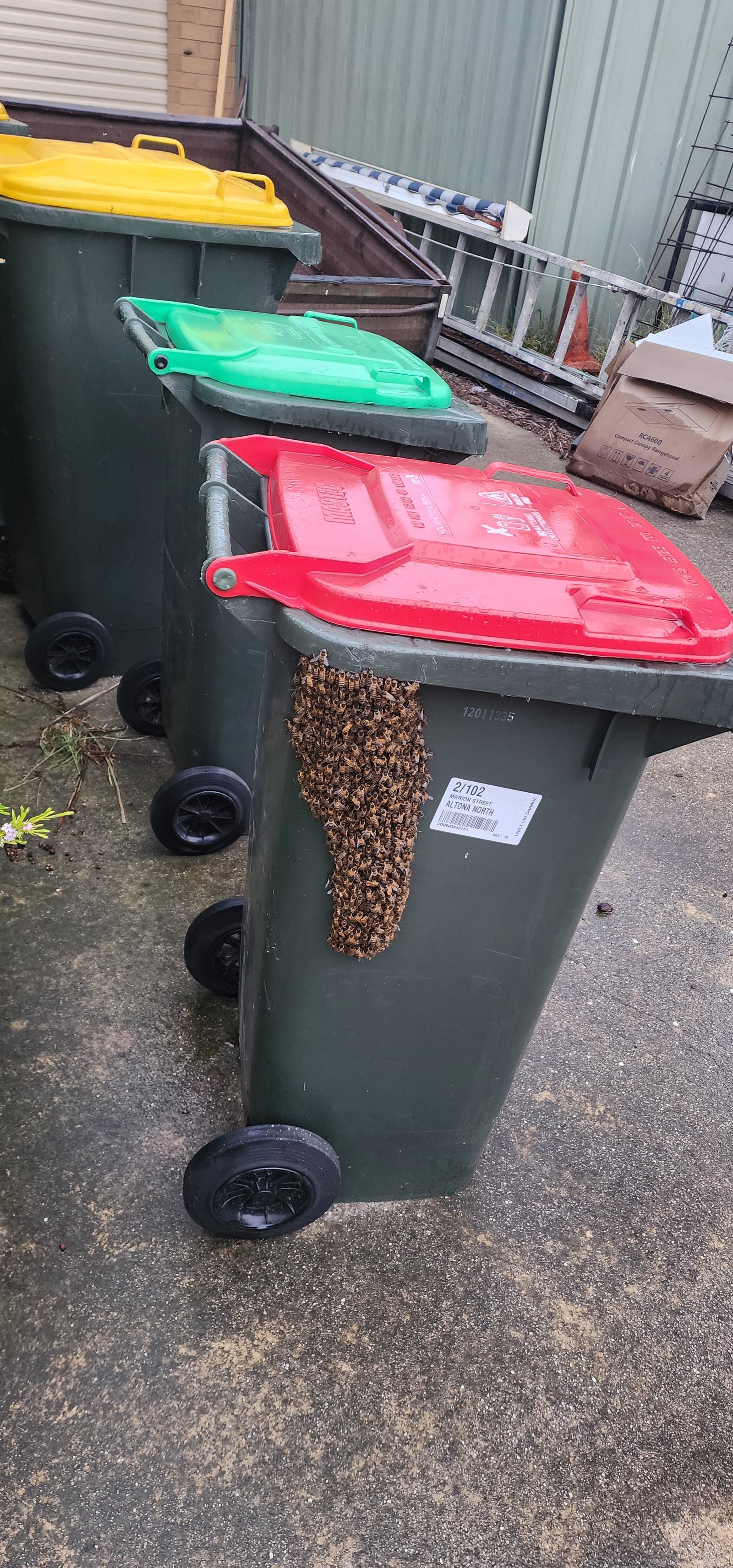 Swarm photo