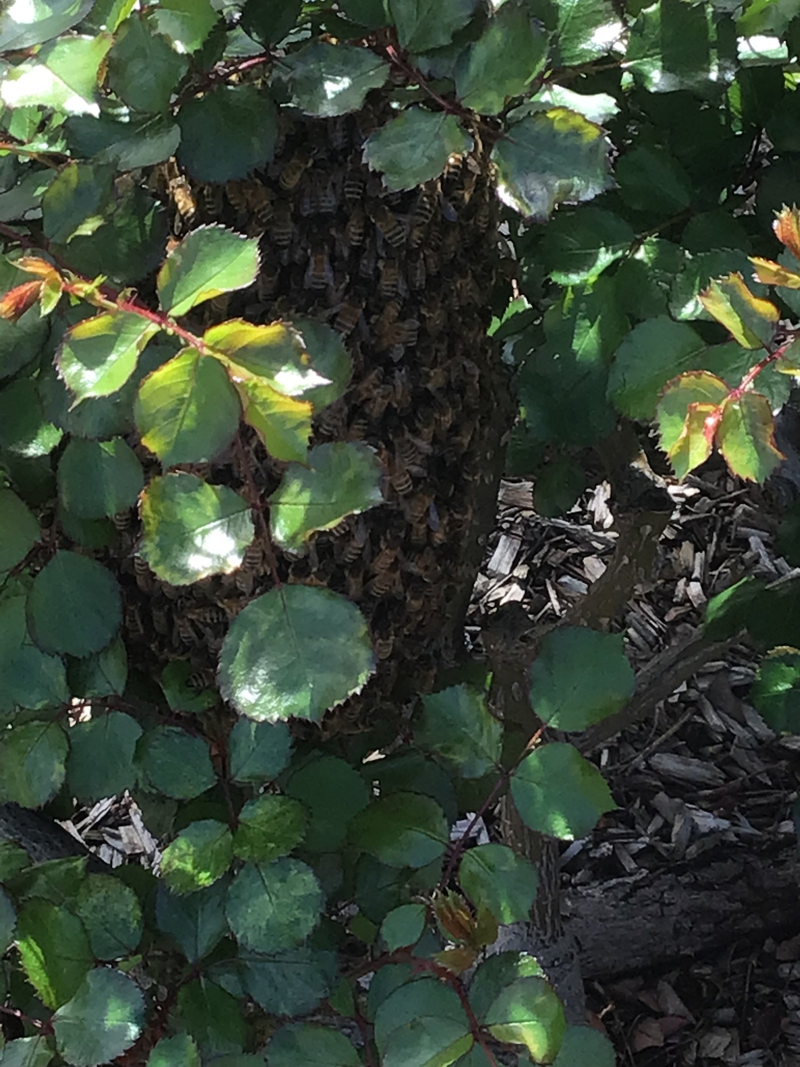 Swarm photo