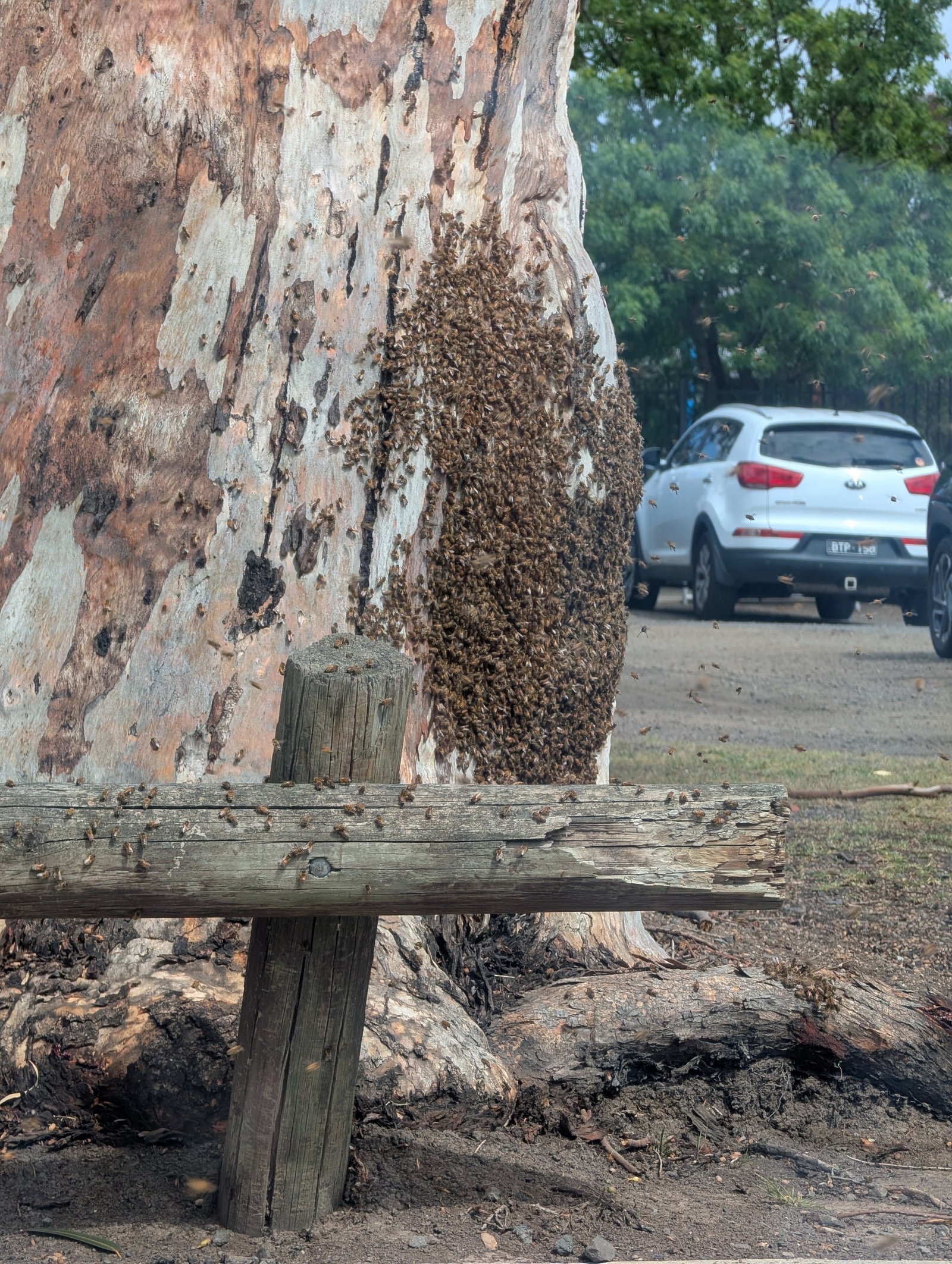 Swarm photo