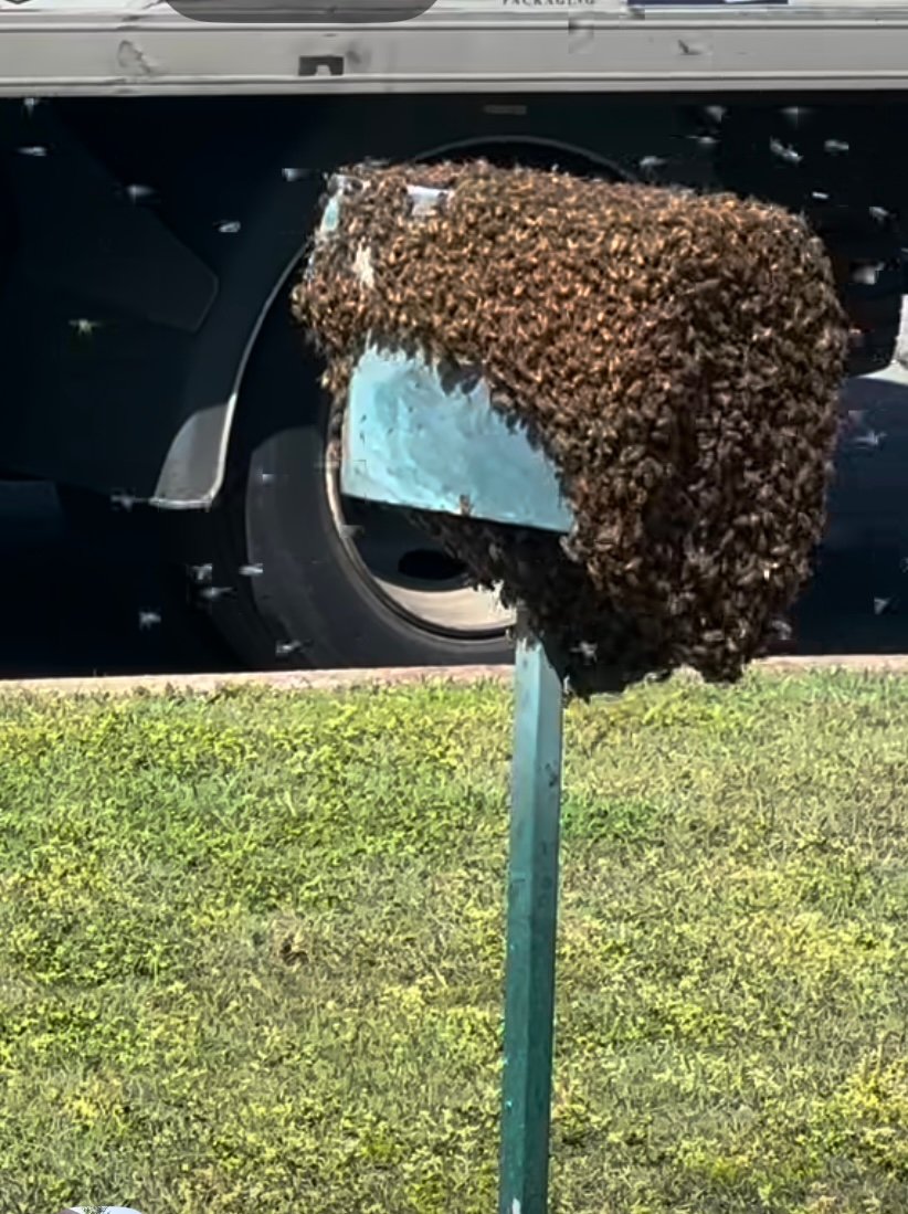 Swarm photo