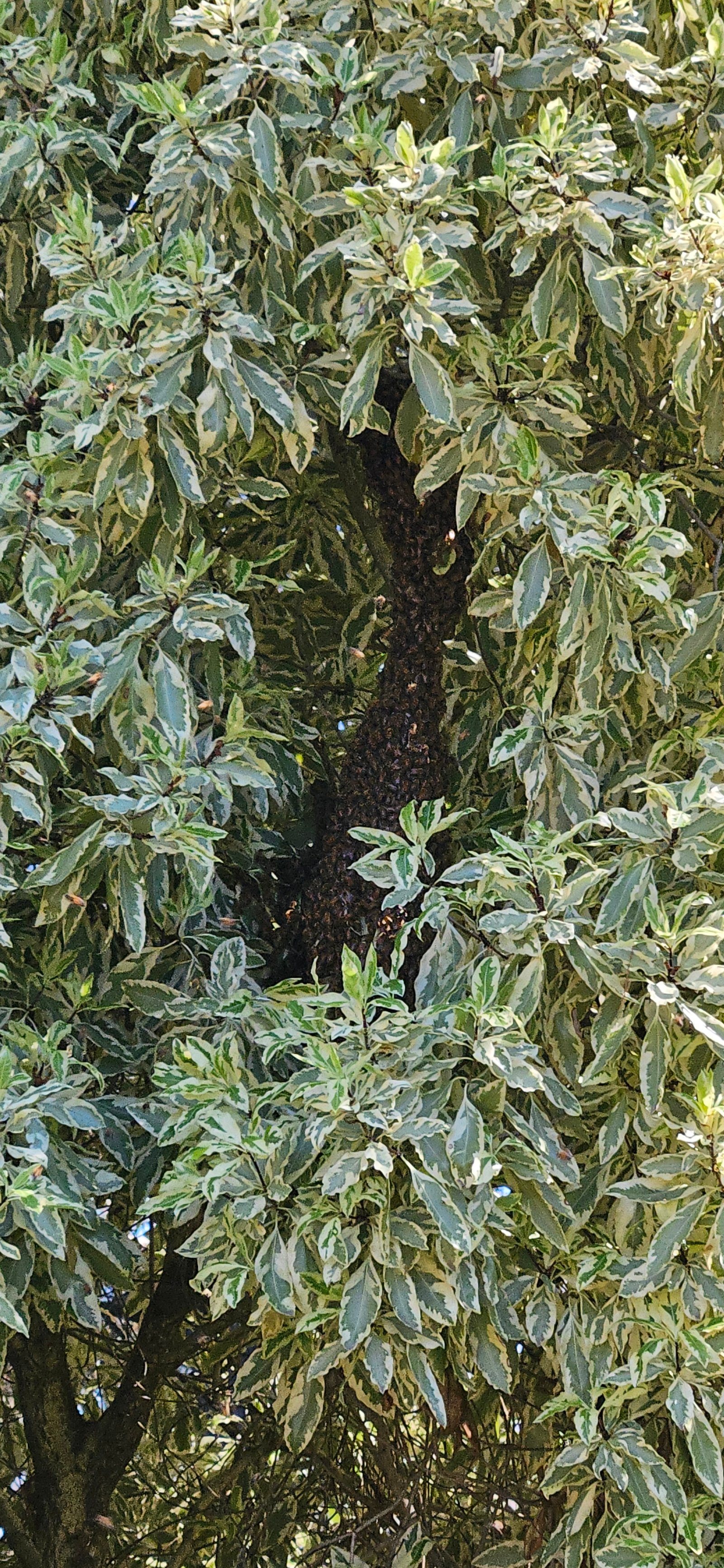 Swarm photo