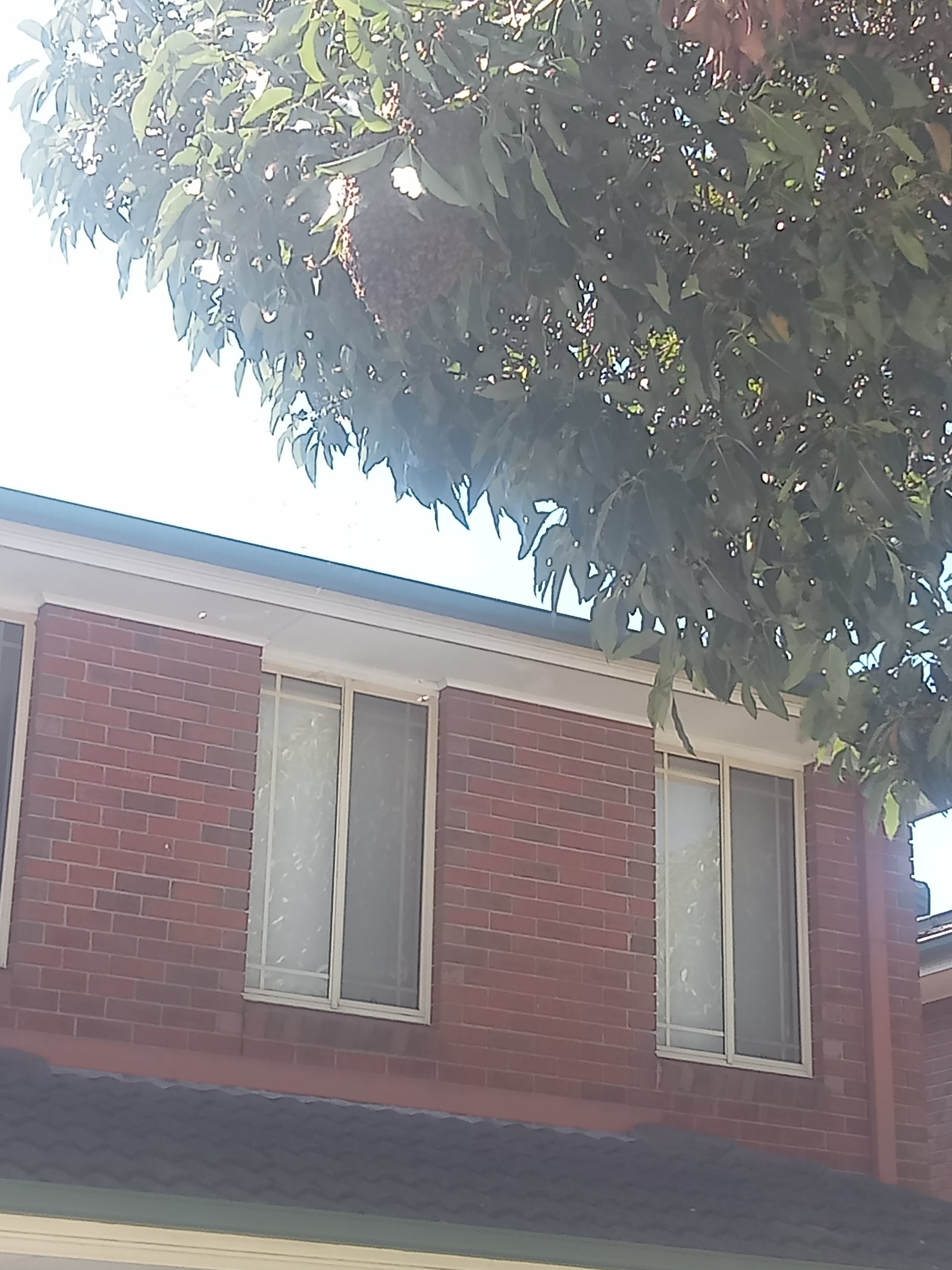 Swarm photo