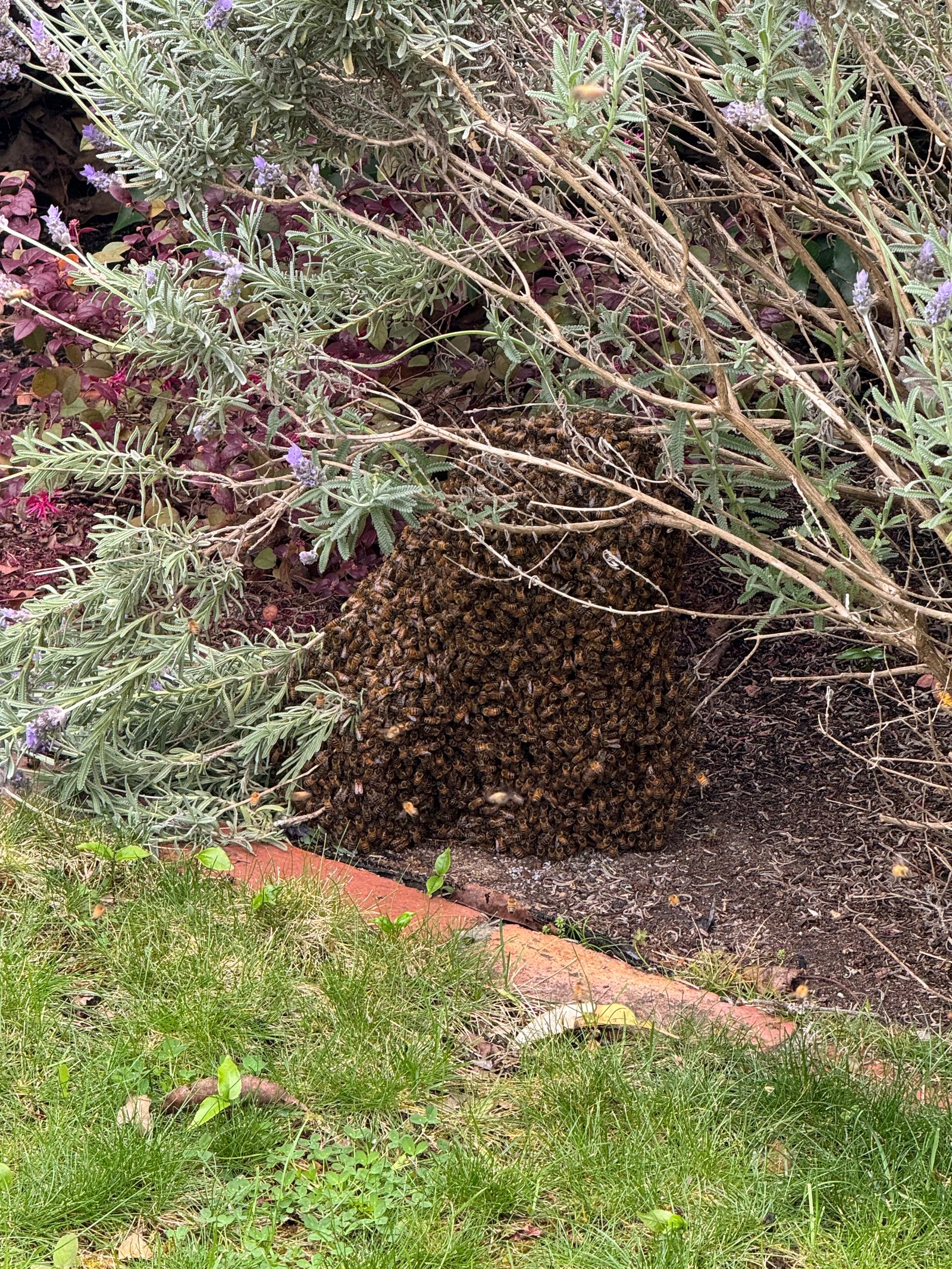 Swarm photo
