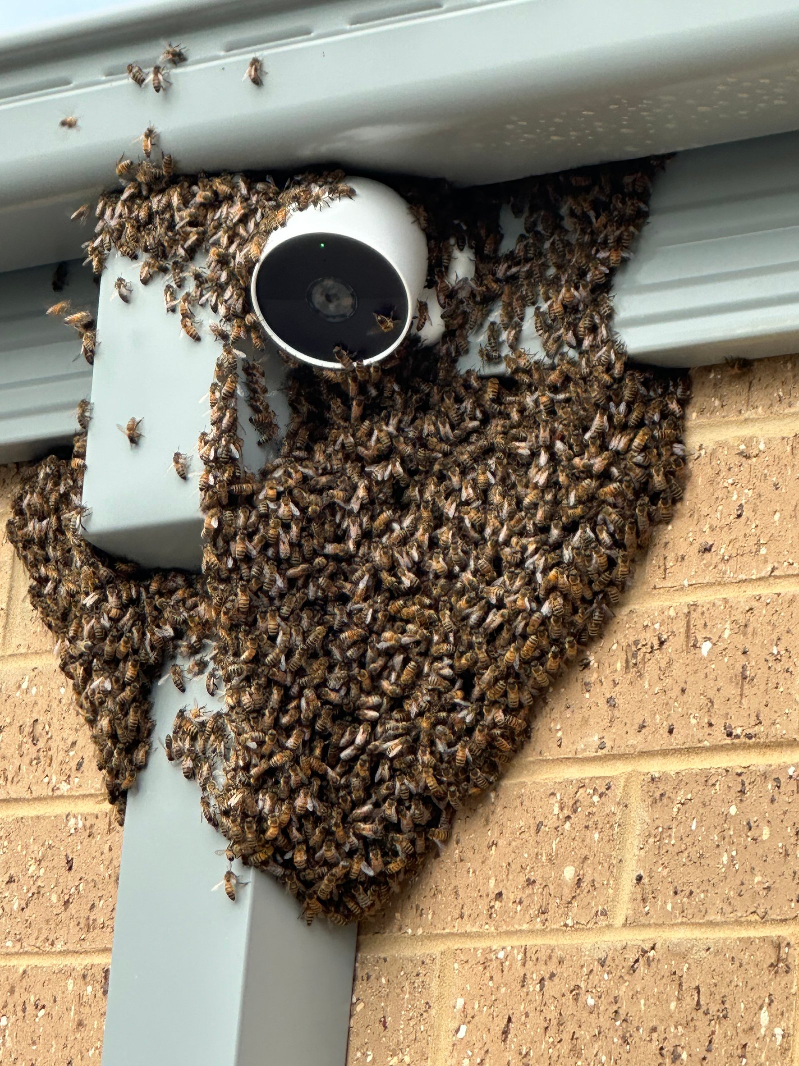 Swarm photo