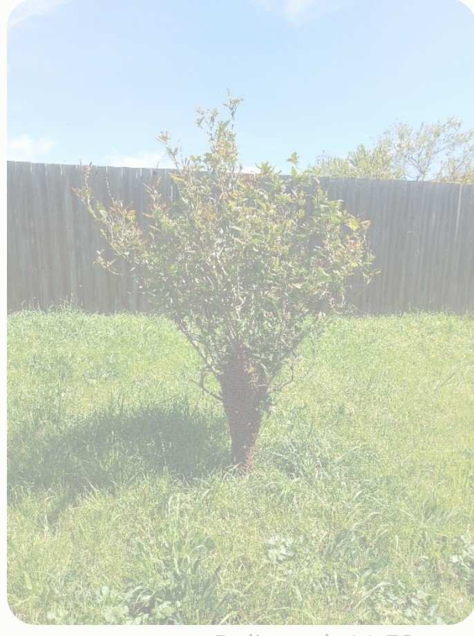 Swarm photo