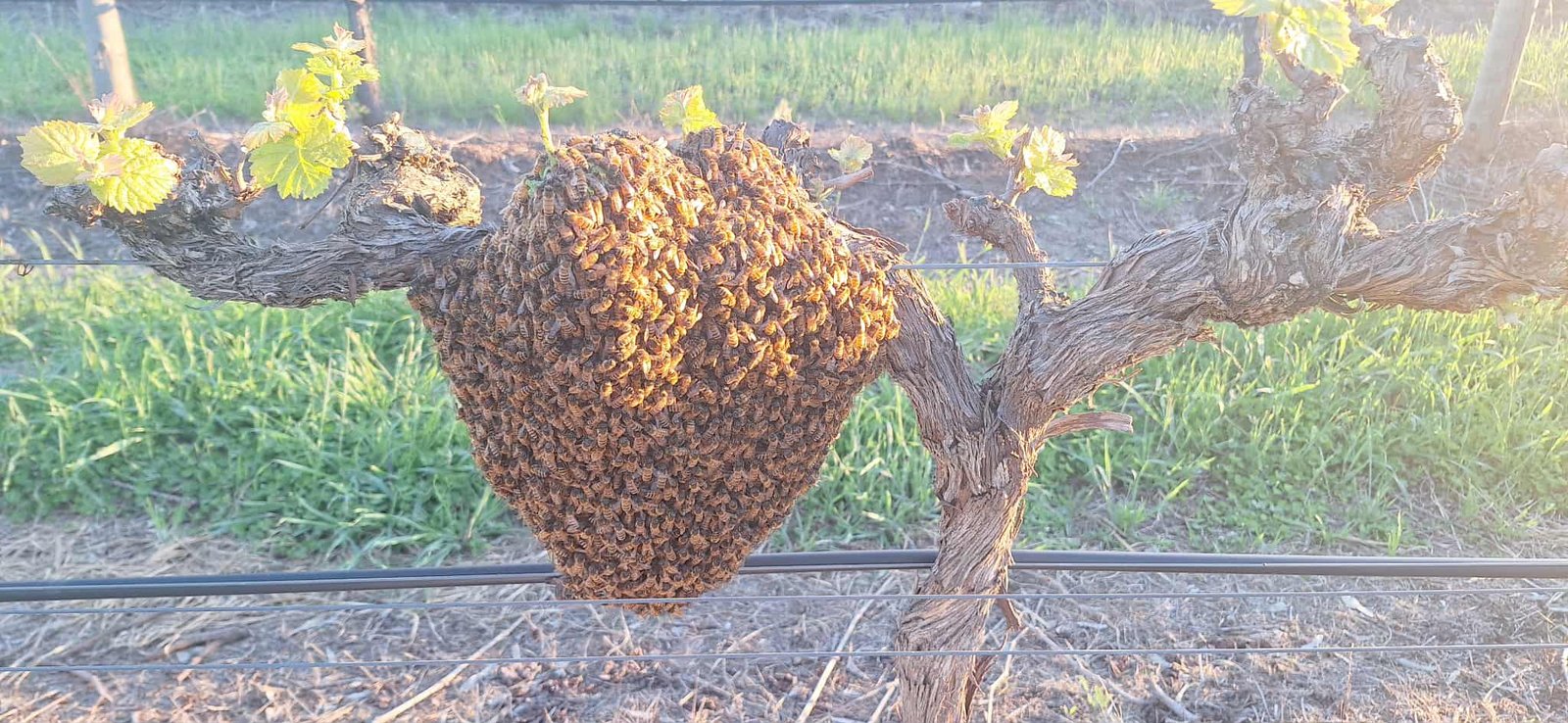 Swarm photo
