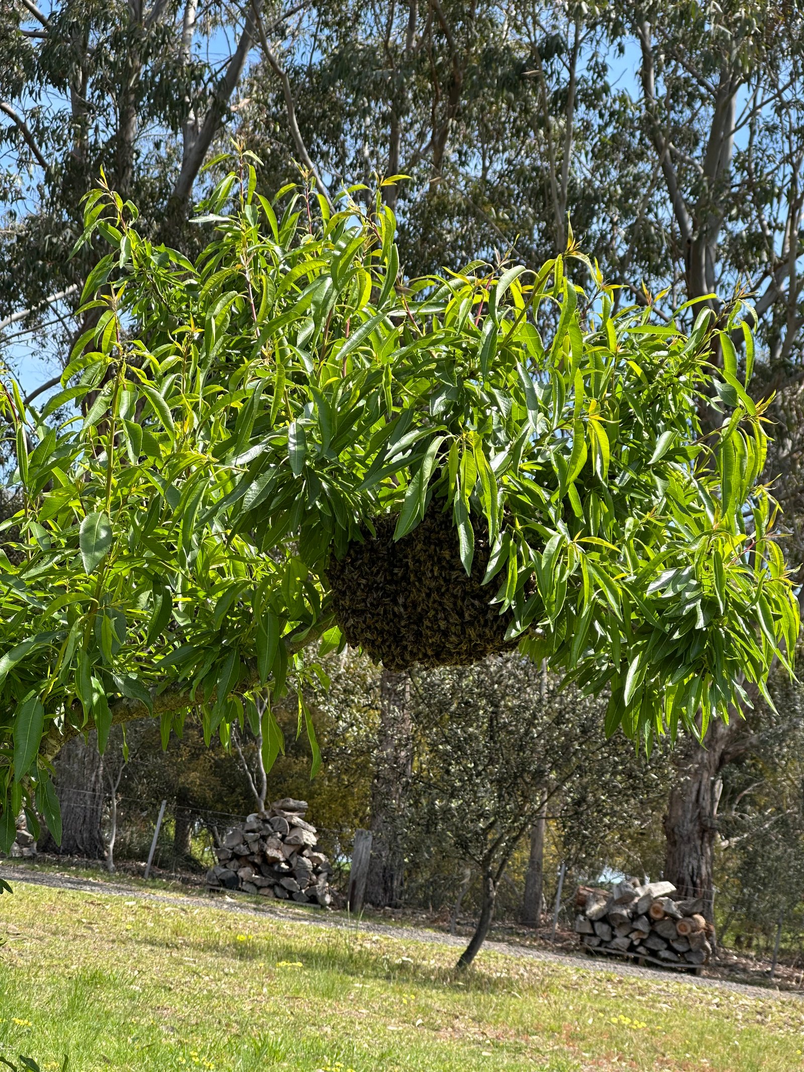 Swarm photo