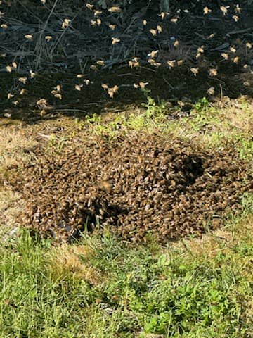 Swarm photo
