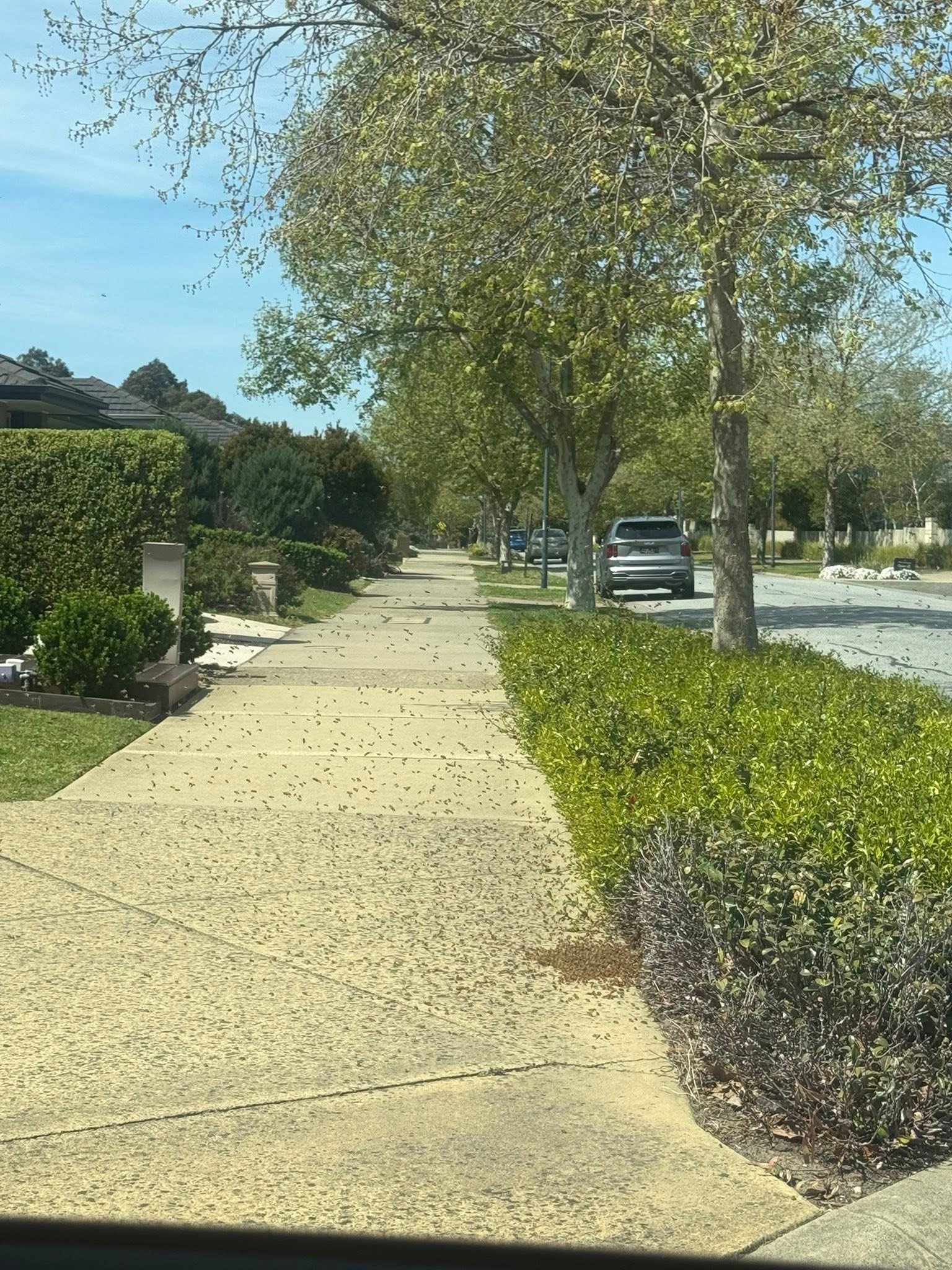 Swarm photo