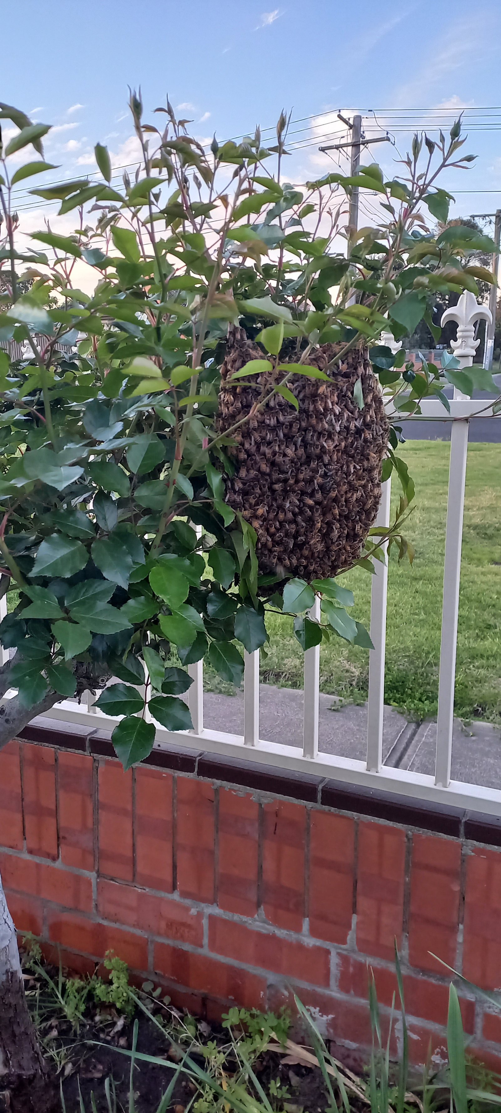 Swarm photo