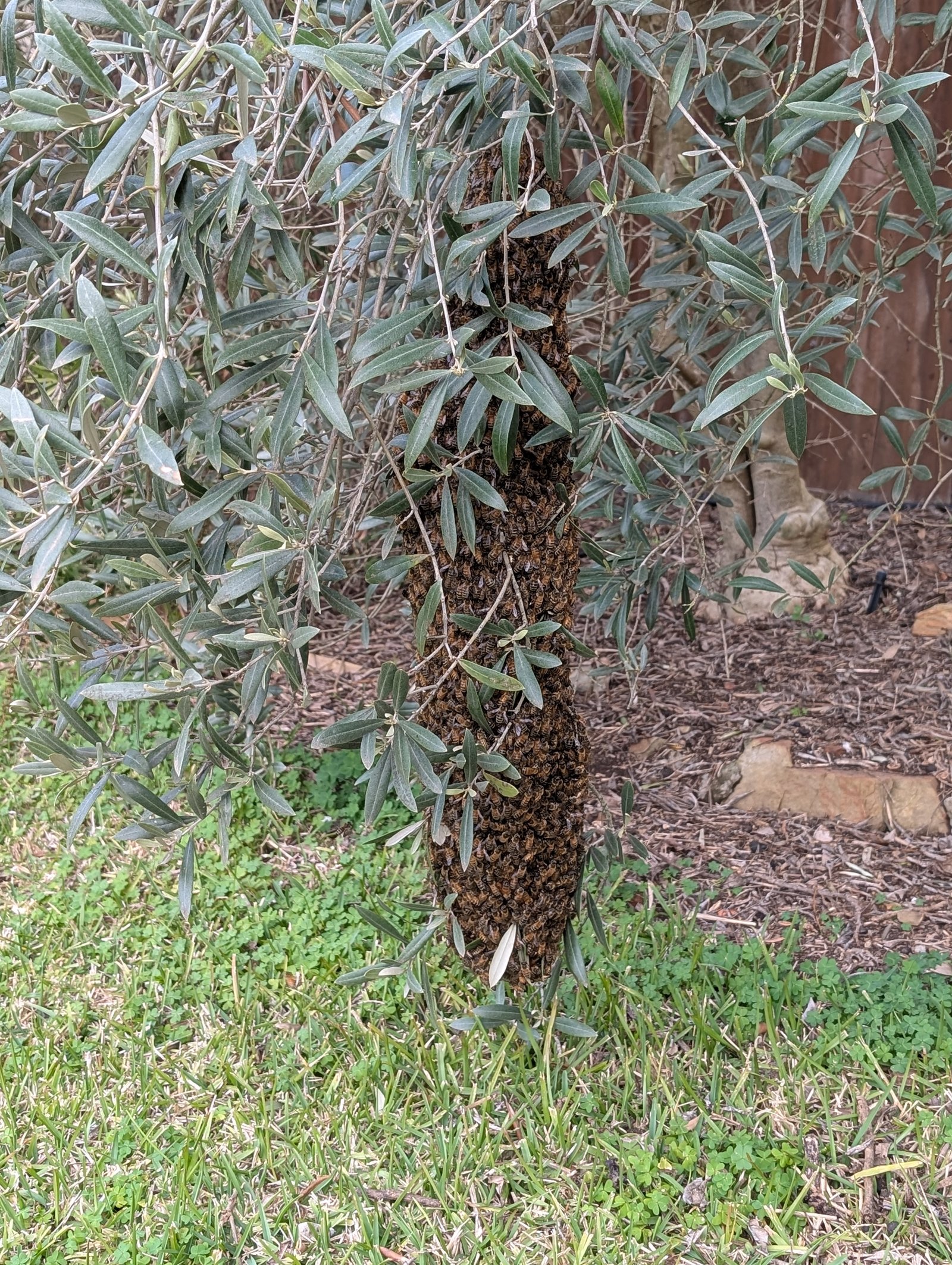 Swarm photo