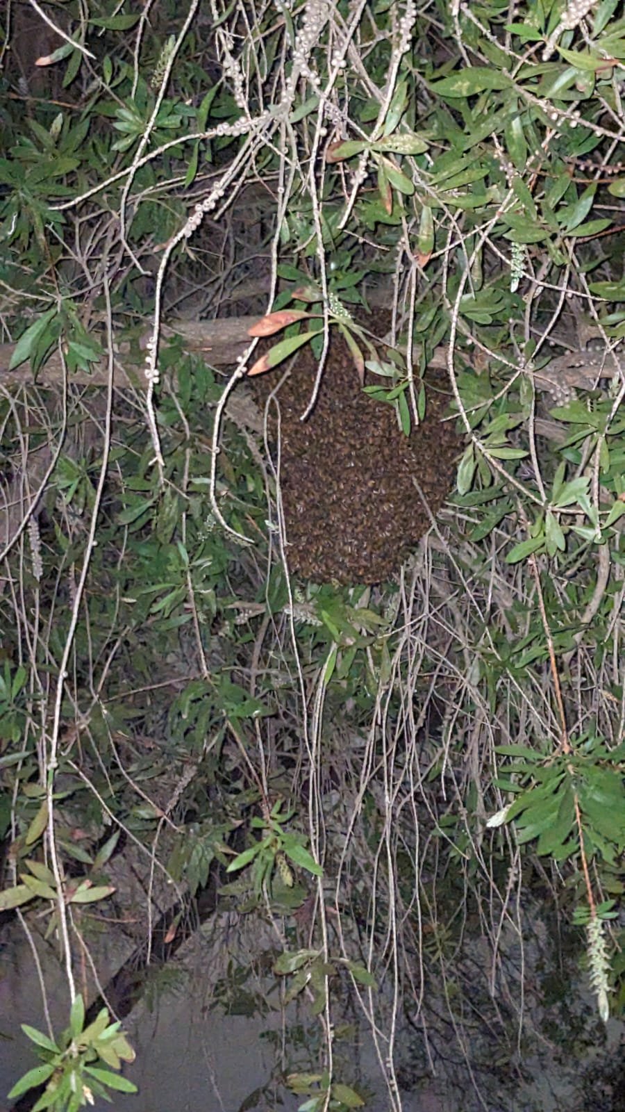 Swarm photo