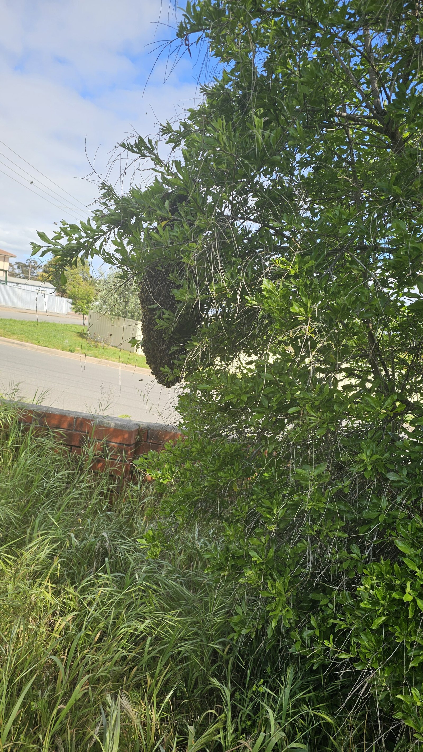 Swarm photo