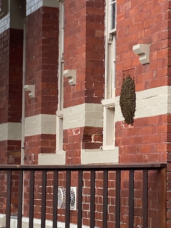 Swarm photo