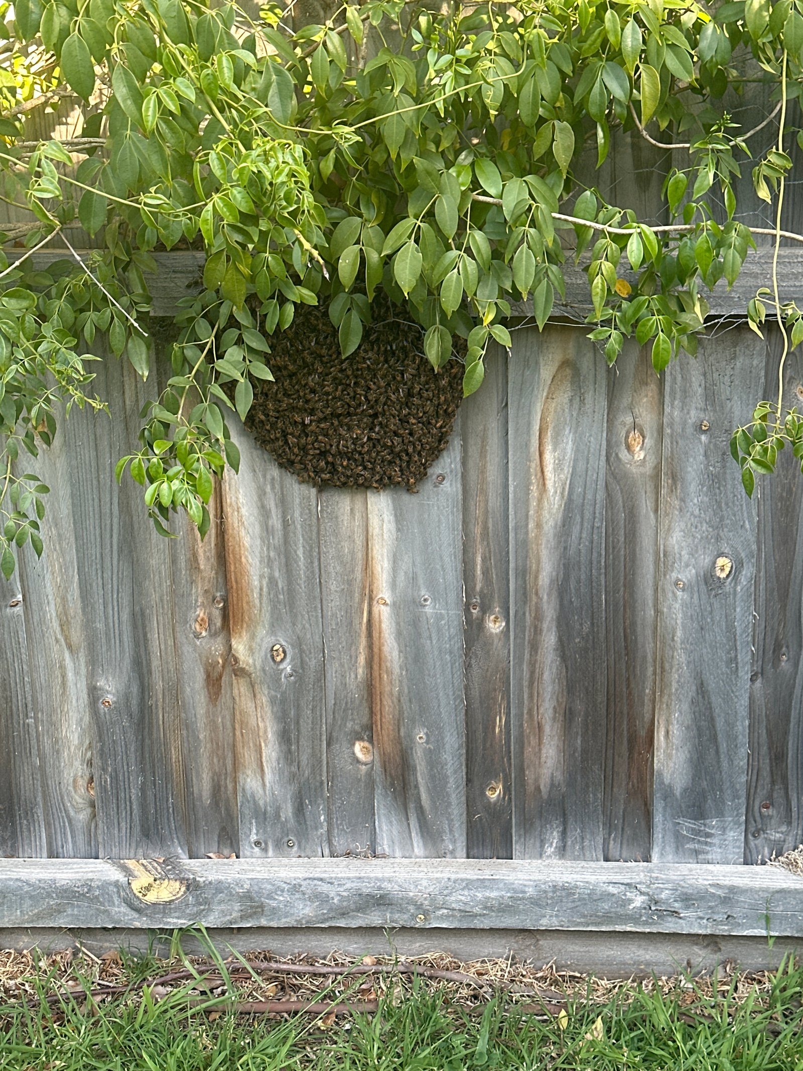 Swarm photo