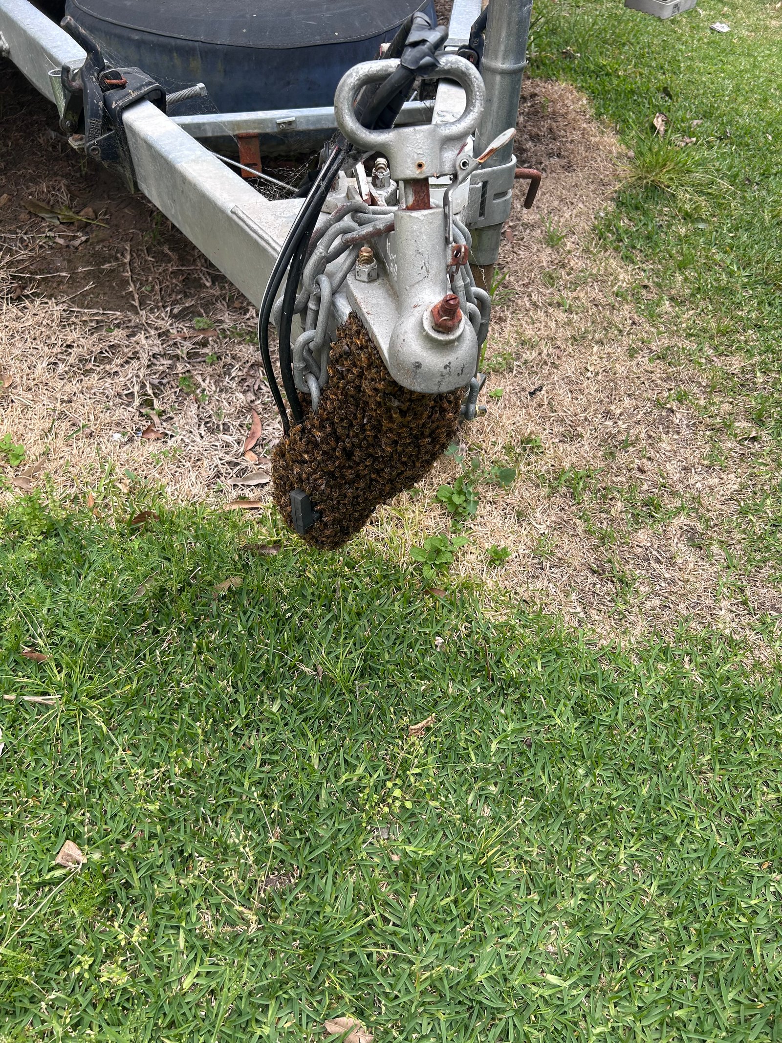 Swarm photo