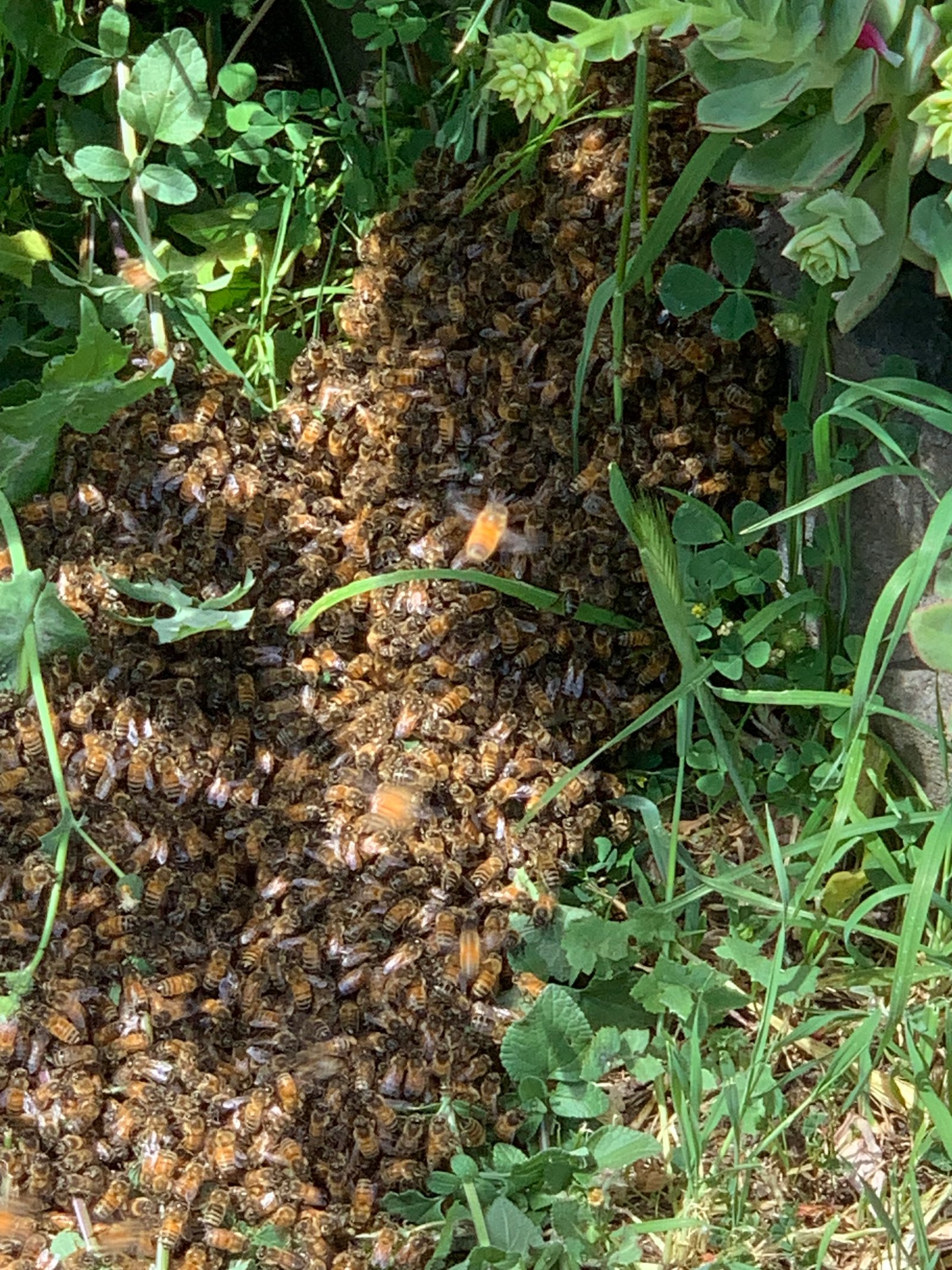 Swarm photo