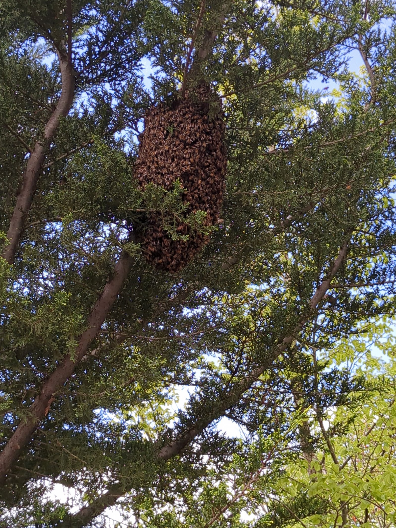 Swarm photo