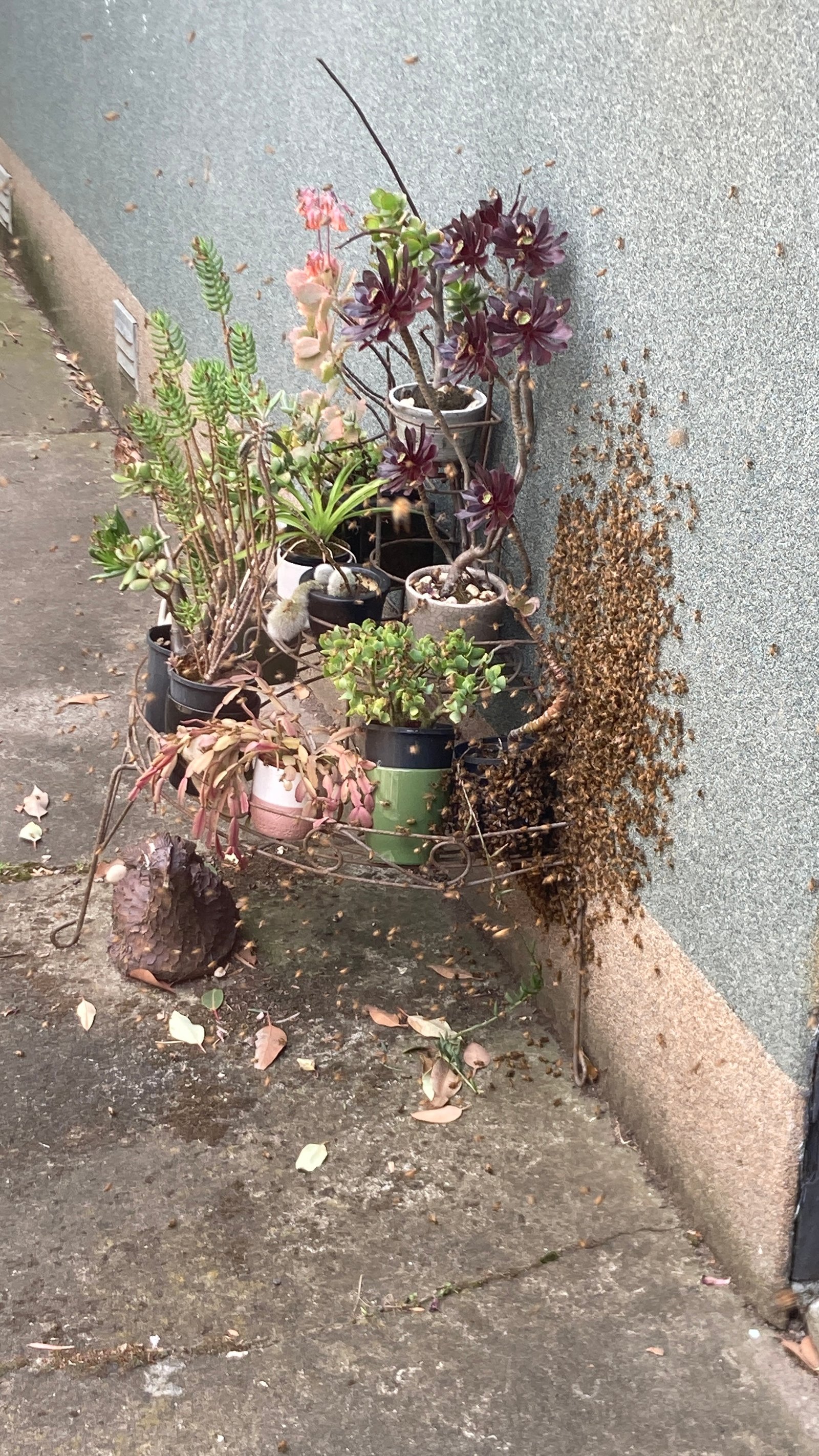 Swarm photo