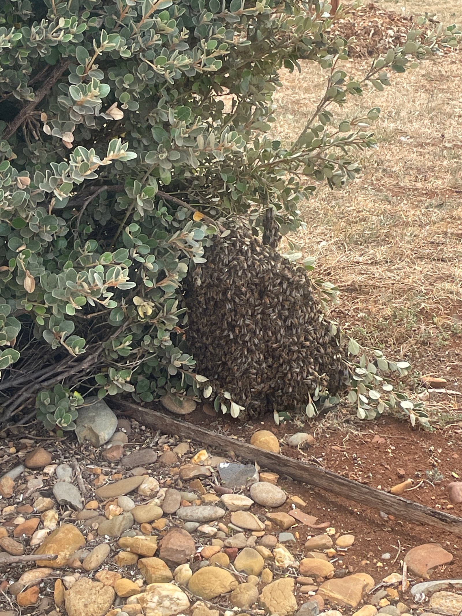 Swarm photo